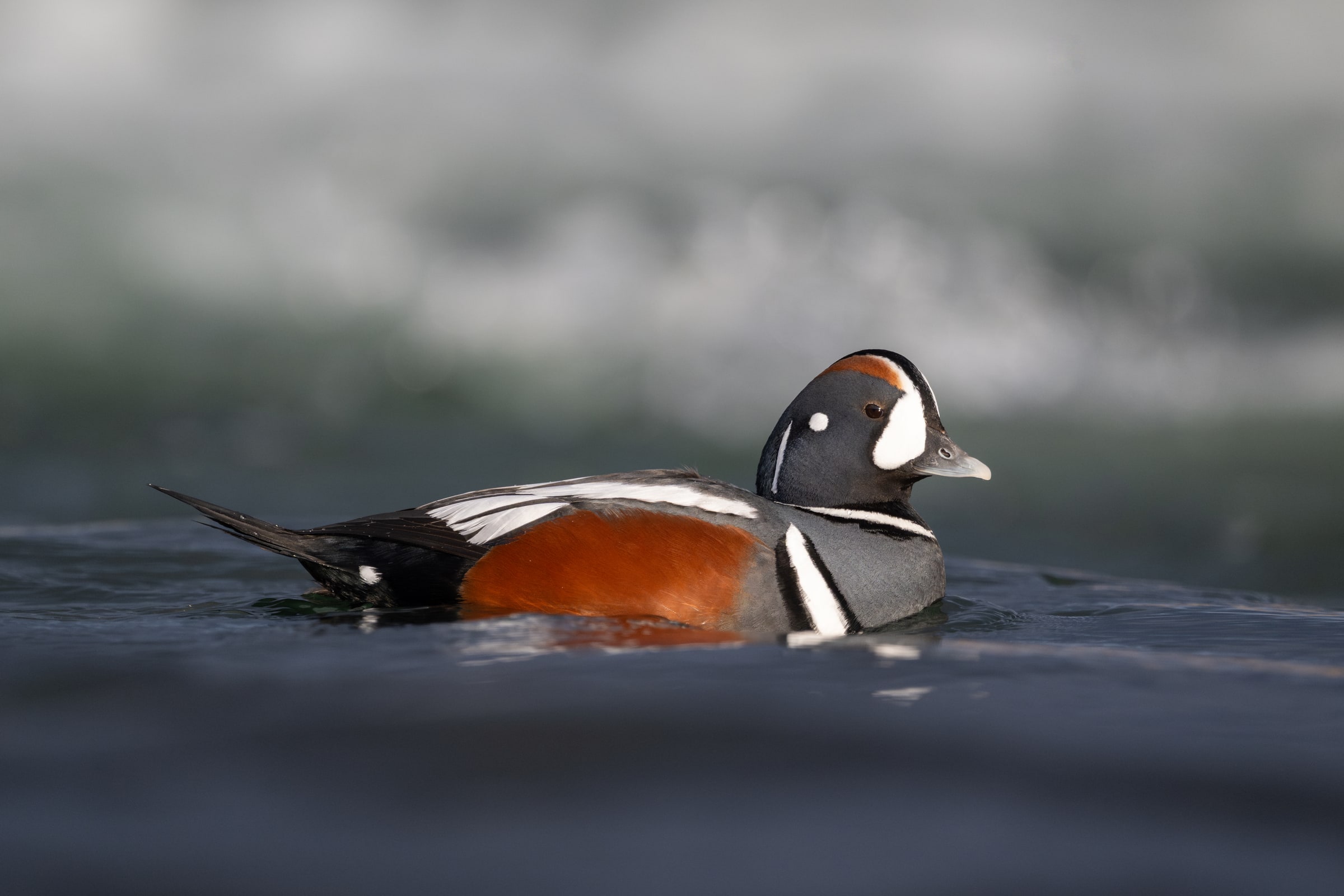 Harlequin Duck swimming on dark water in Iceland