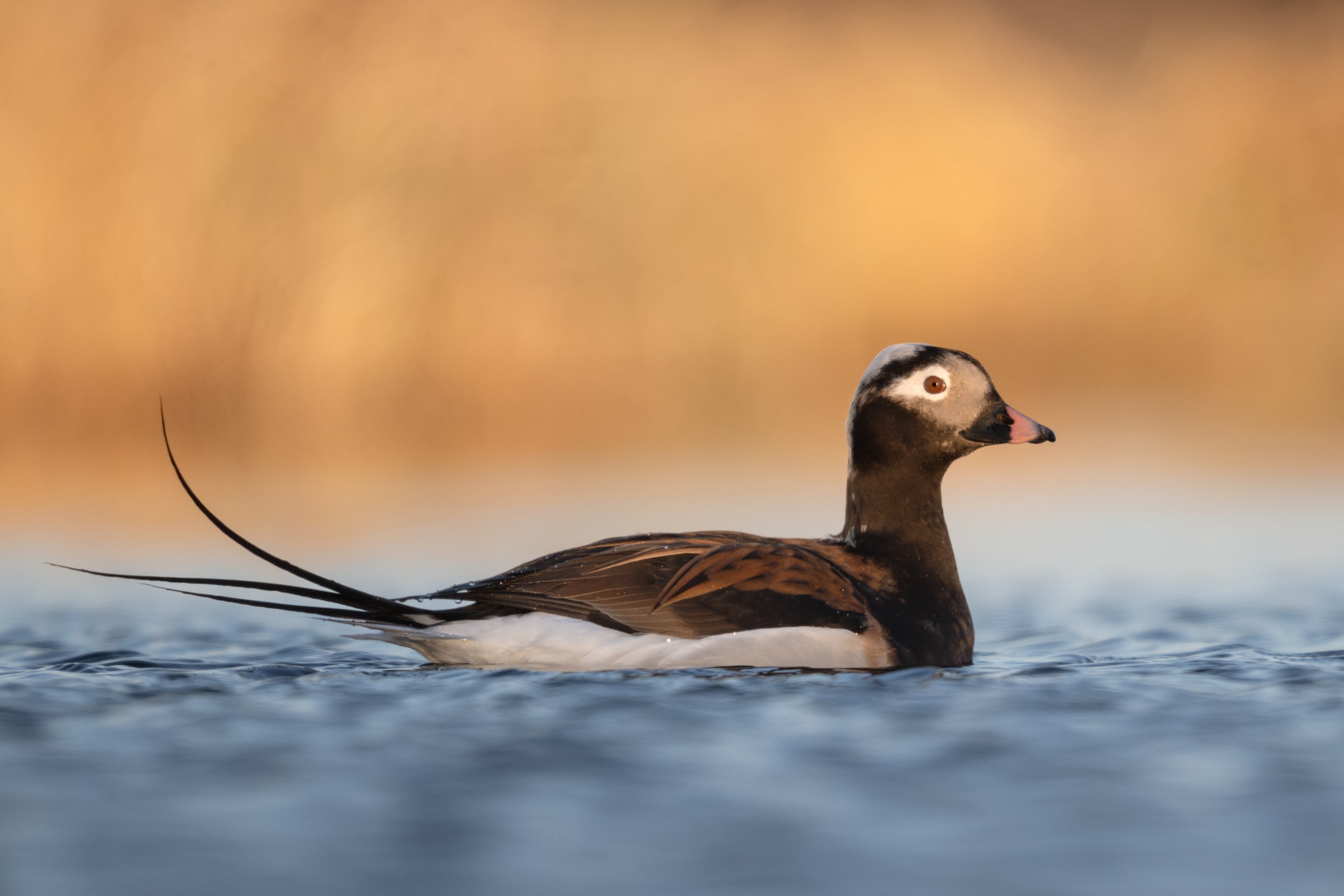 Long-tailed Duck on water in Iceland