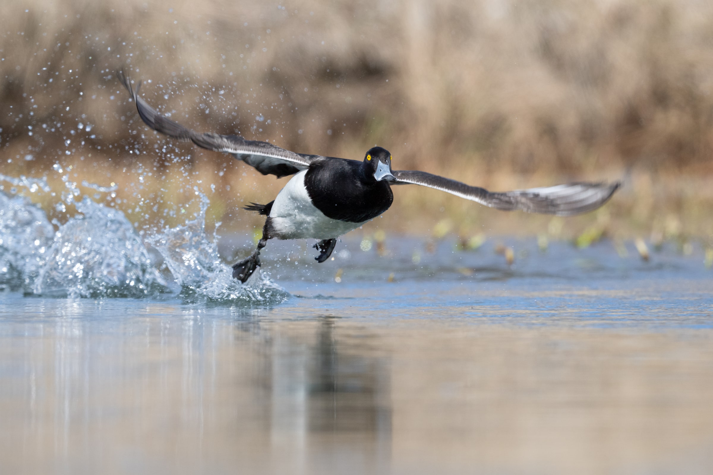 Tufted Duck taking off from water in Iceland