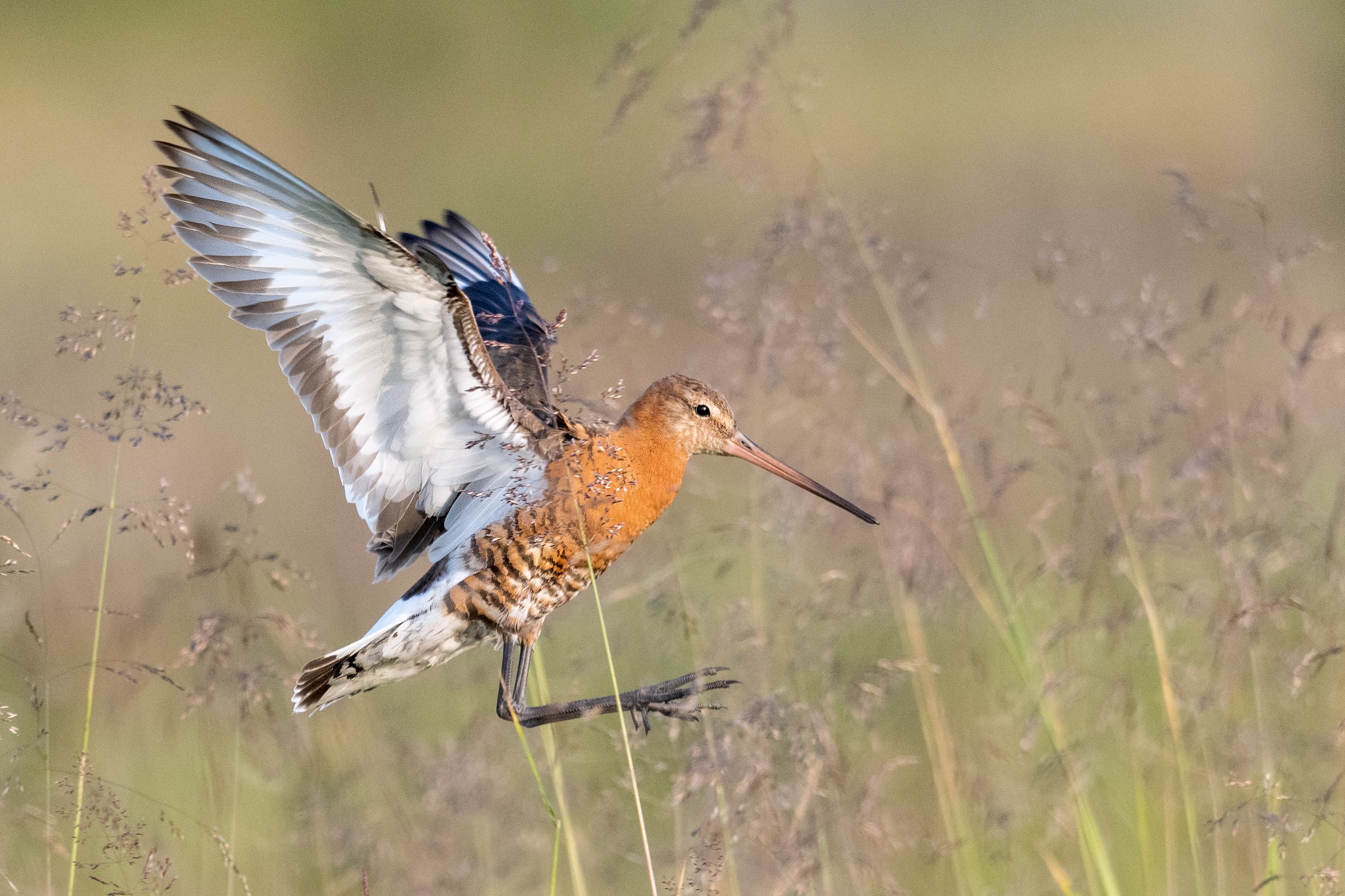 Black-tailed Godwit stepping through grass with raised wings in Iceland
