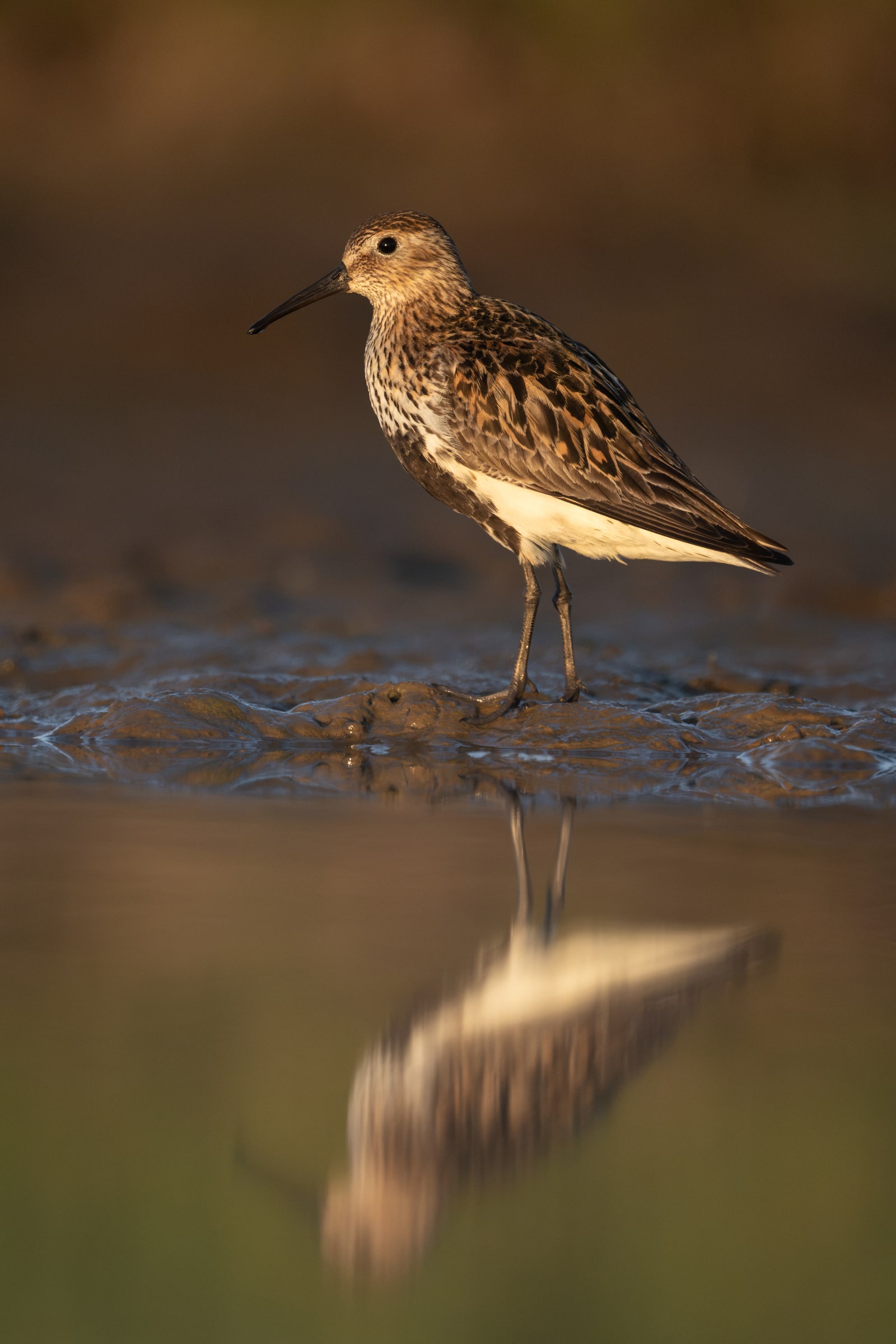 A dunlin standing in shallow muddy water with its reflection below it.