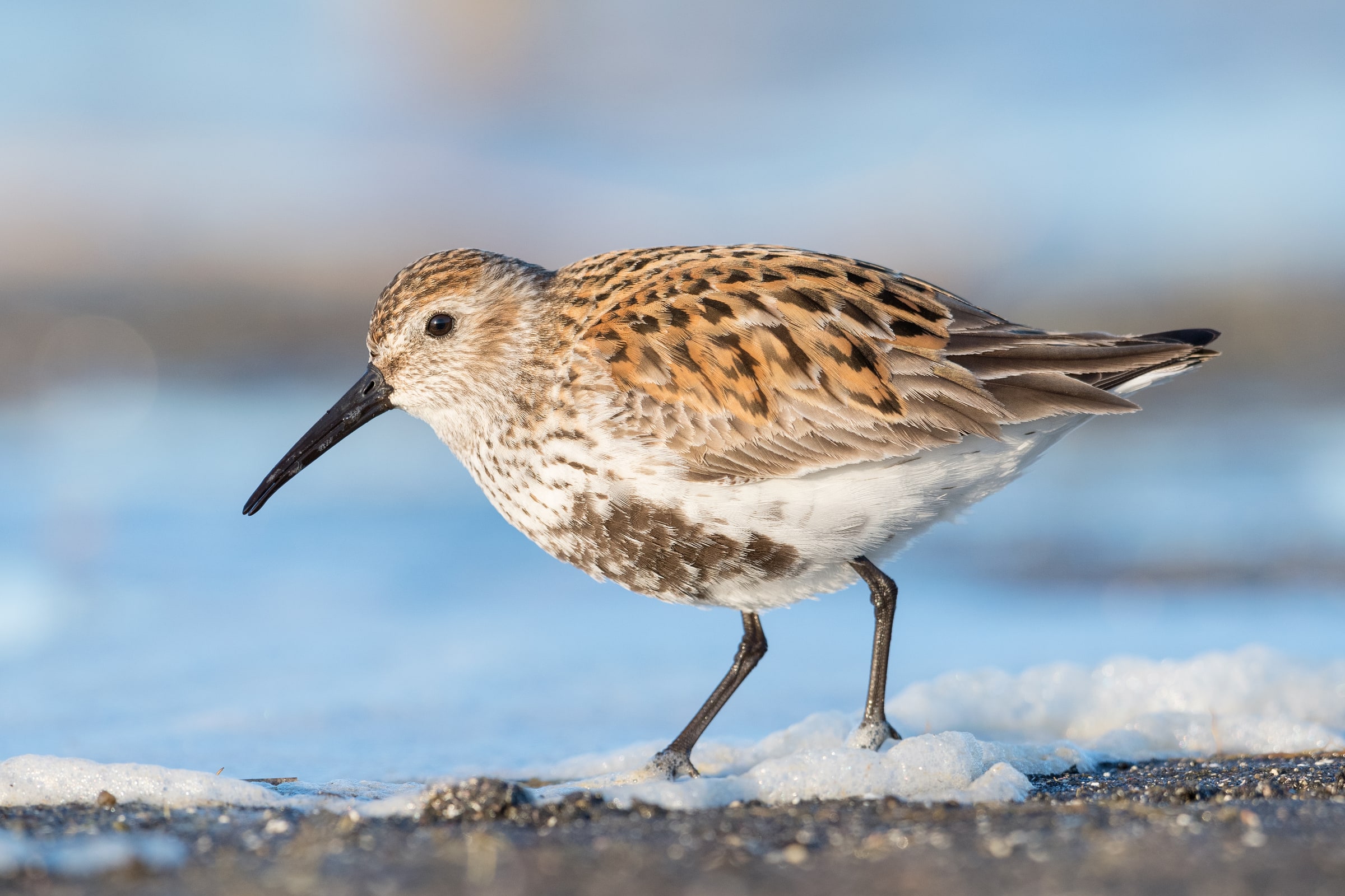 Dunlin standing on snow and shore in Iceland