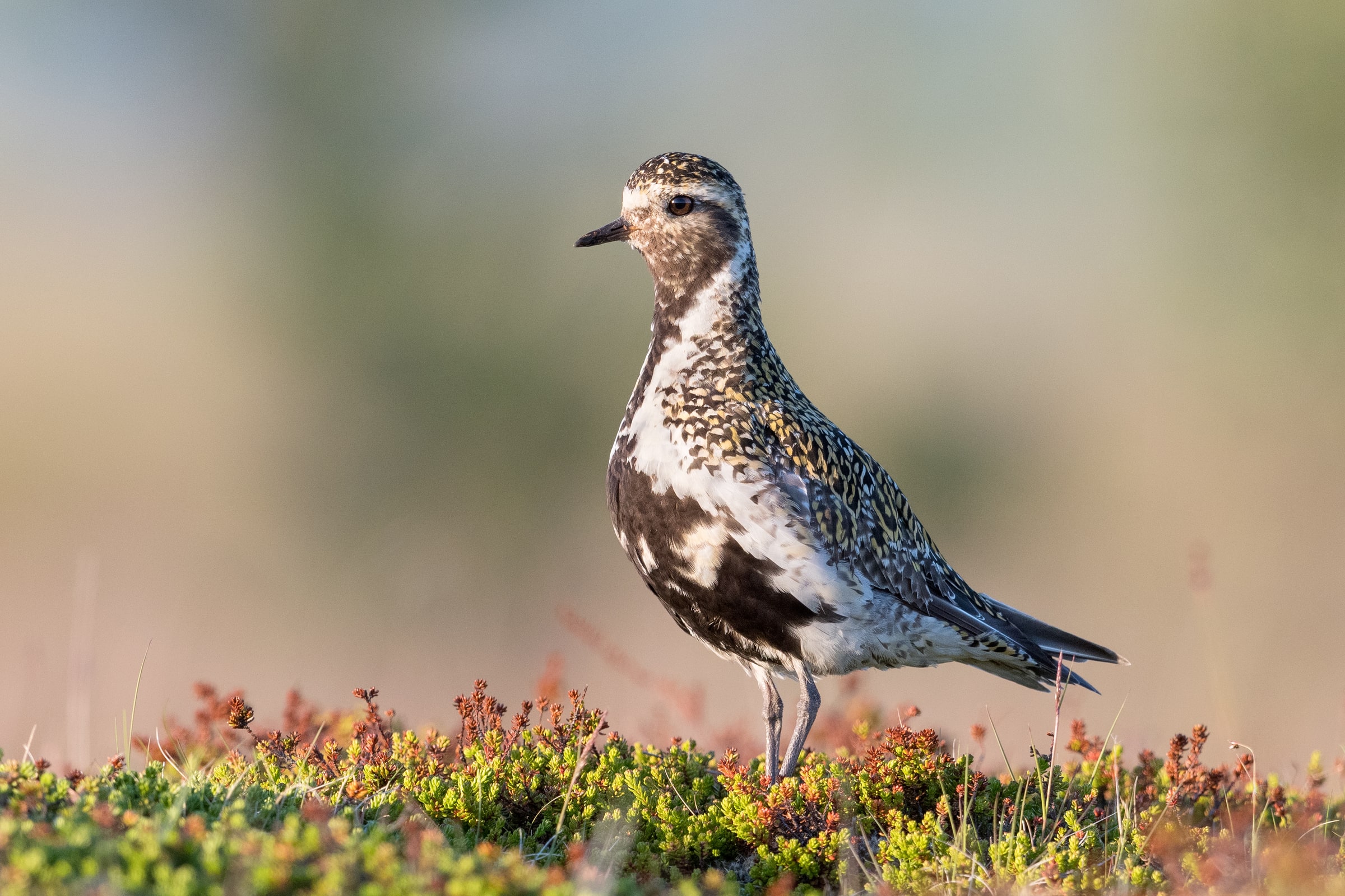 European Golden Plover standing in mossy vegetation in Iceland