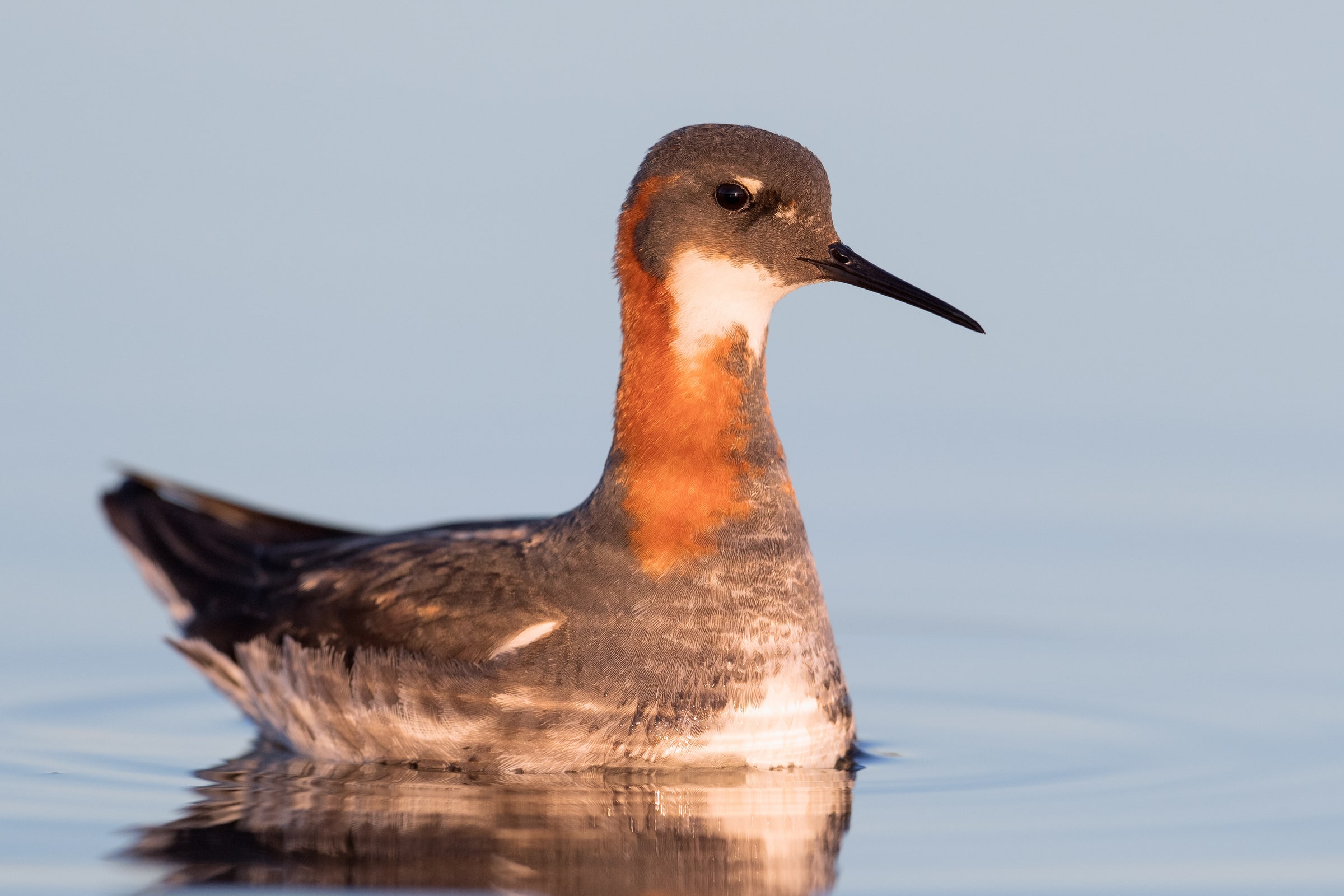 Red-necked Phalarope on calm water in Iceland