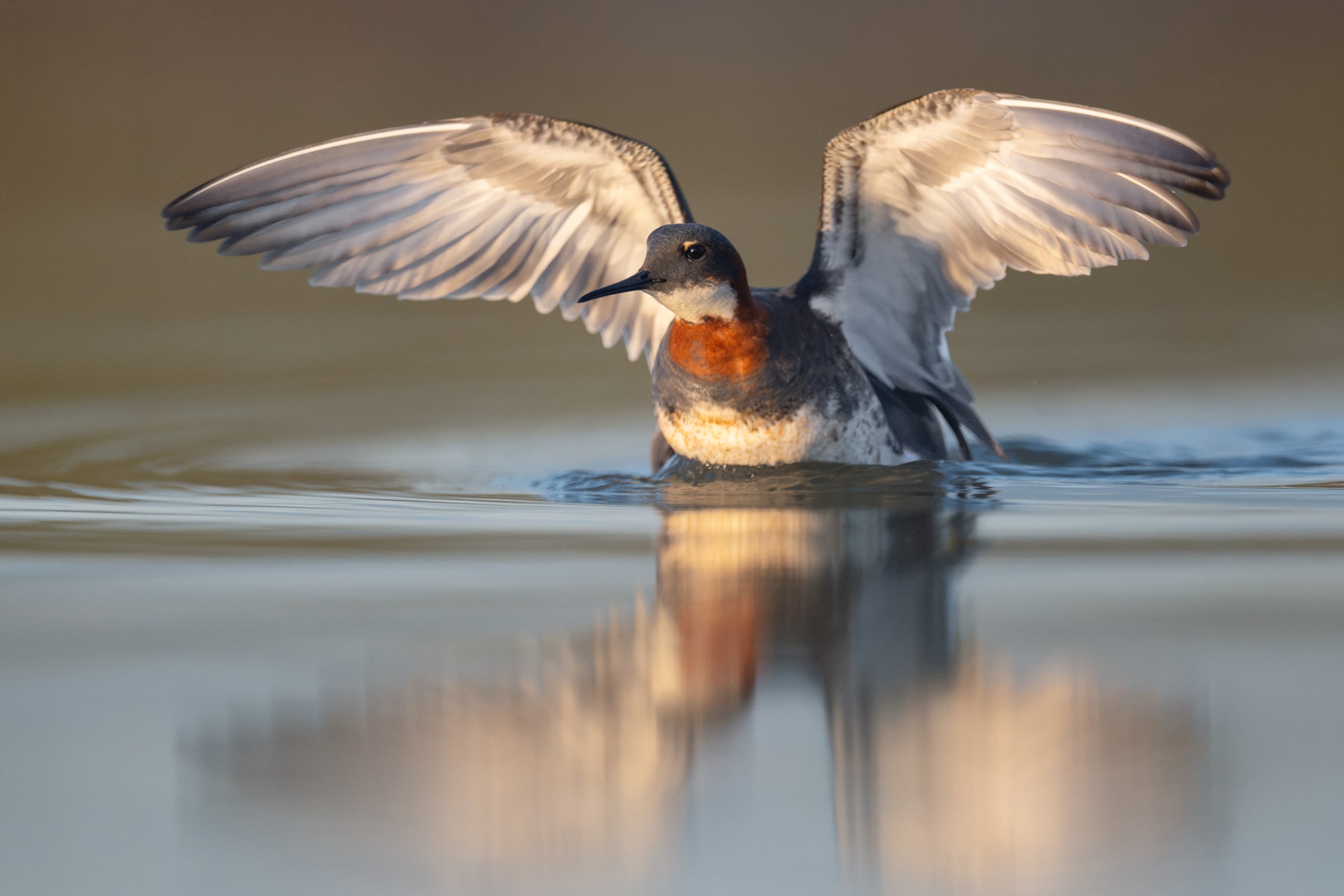 A red-necked phalarope facing forward on water with its wings raised and a blurred reflection below.