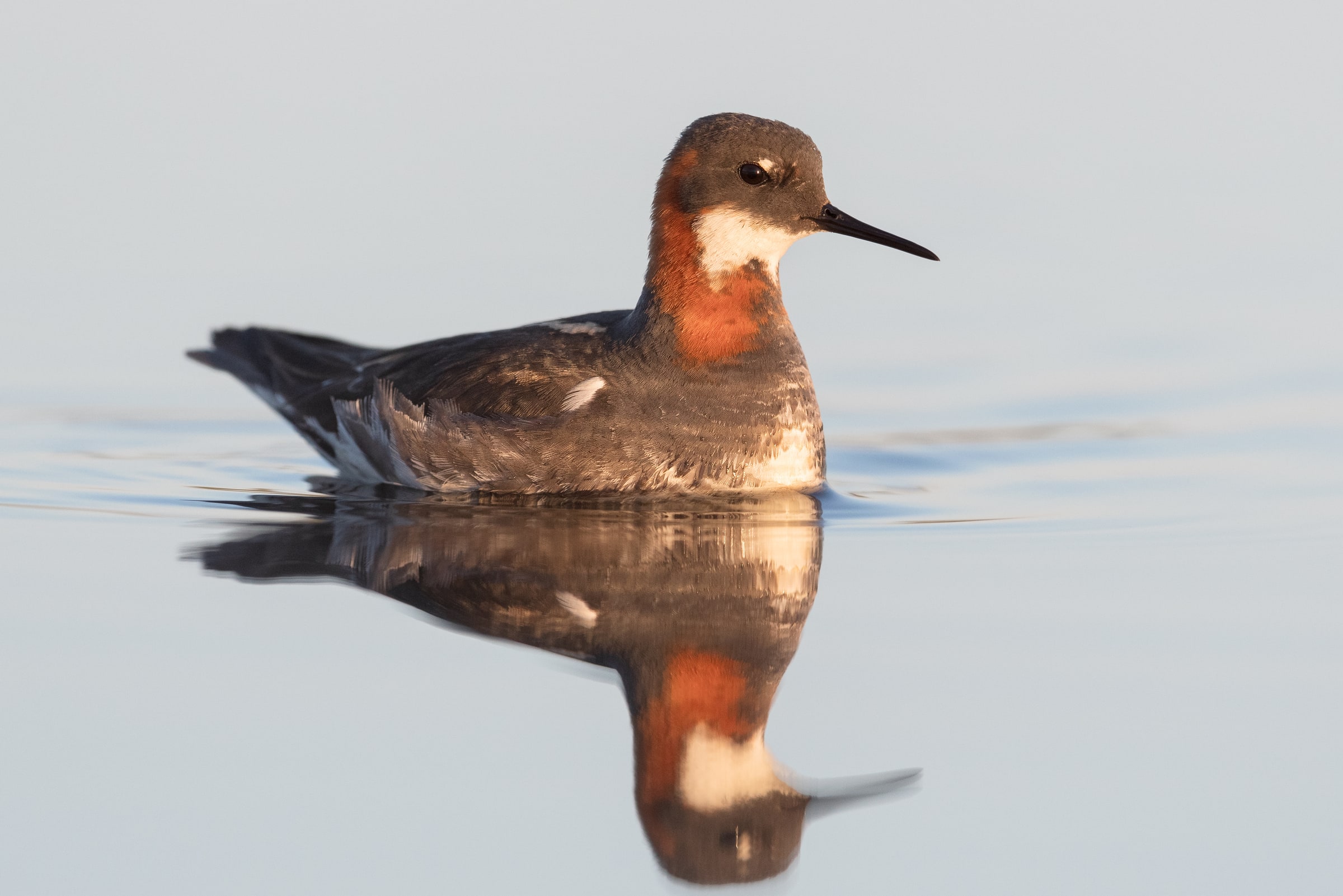 Red-necked Phalarope on calm water with a reflection in Iceland