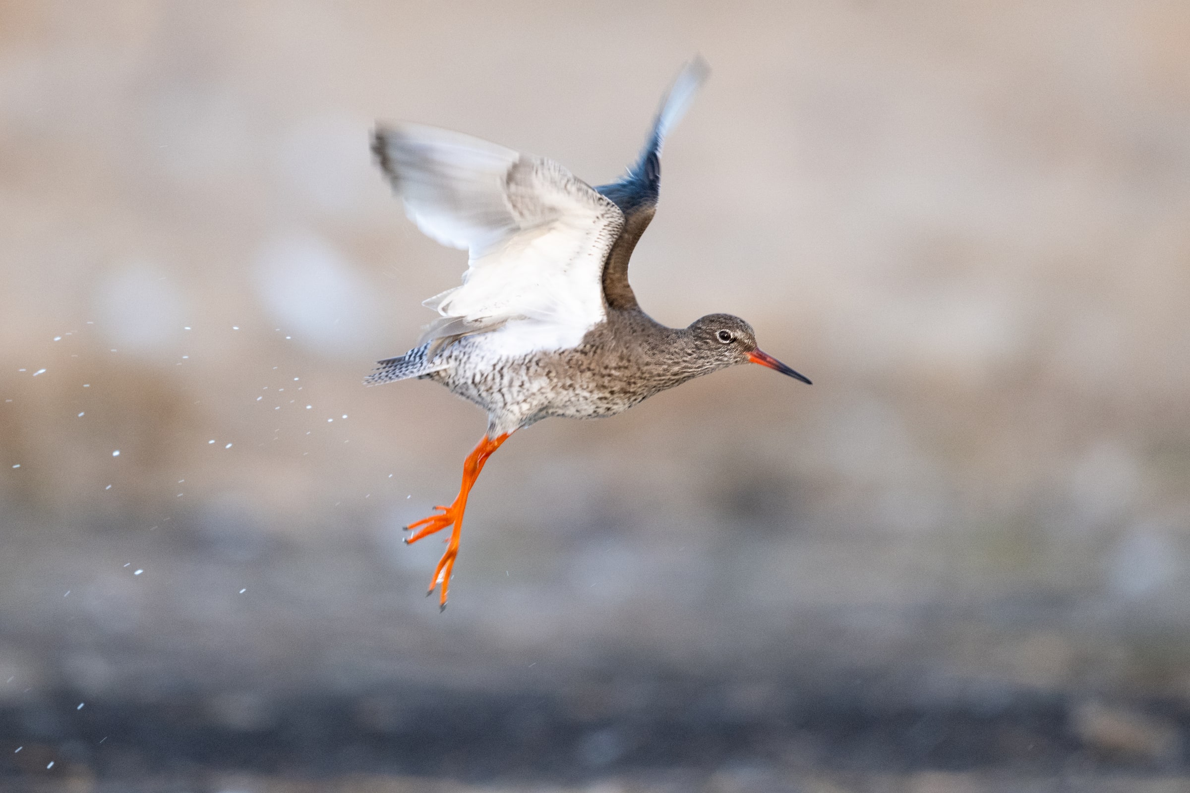 Common Redshank taking off from water in Iceland