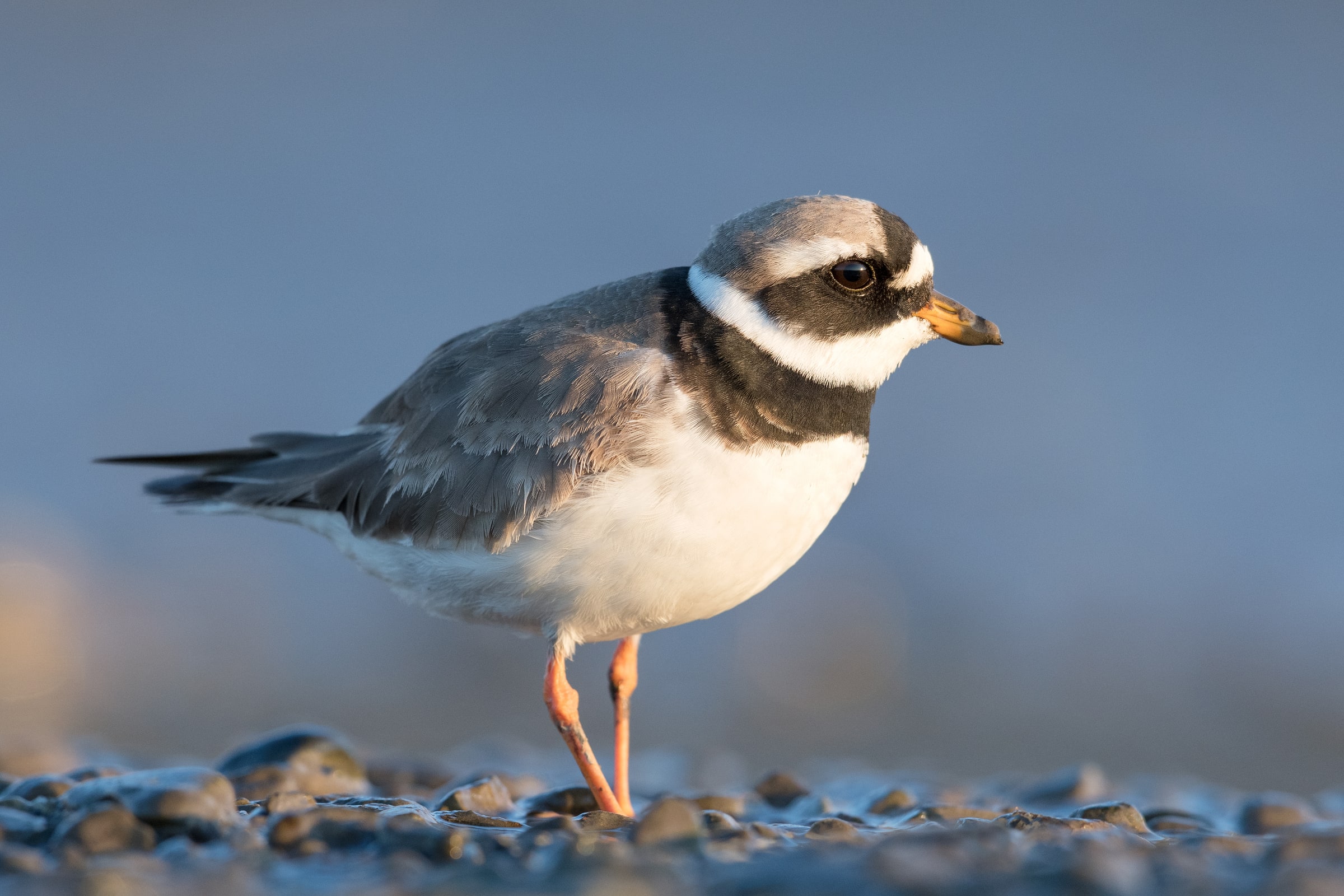 Ringed Plover standing on a stony shore in Iceland