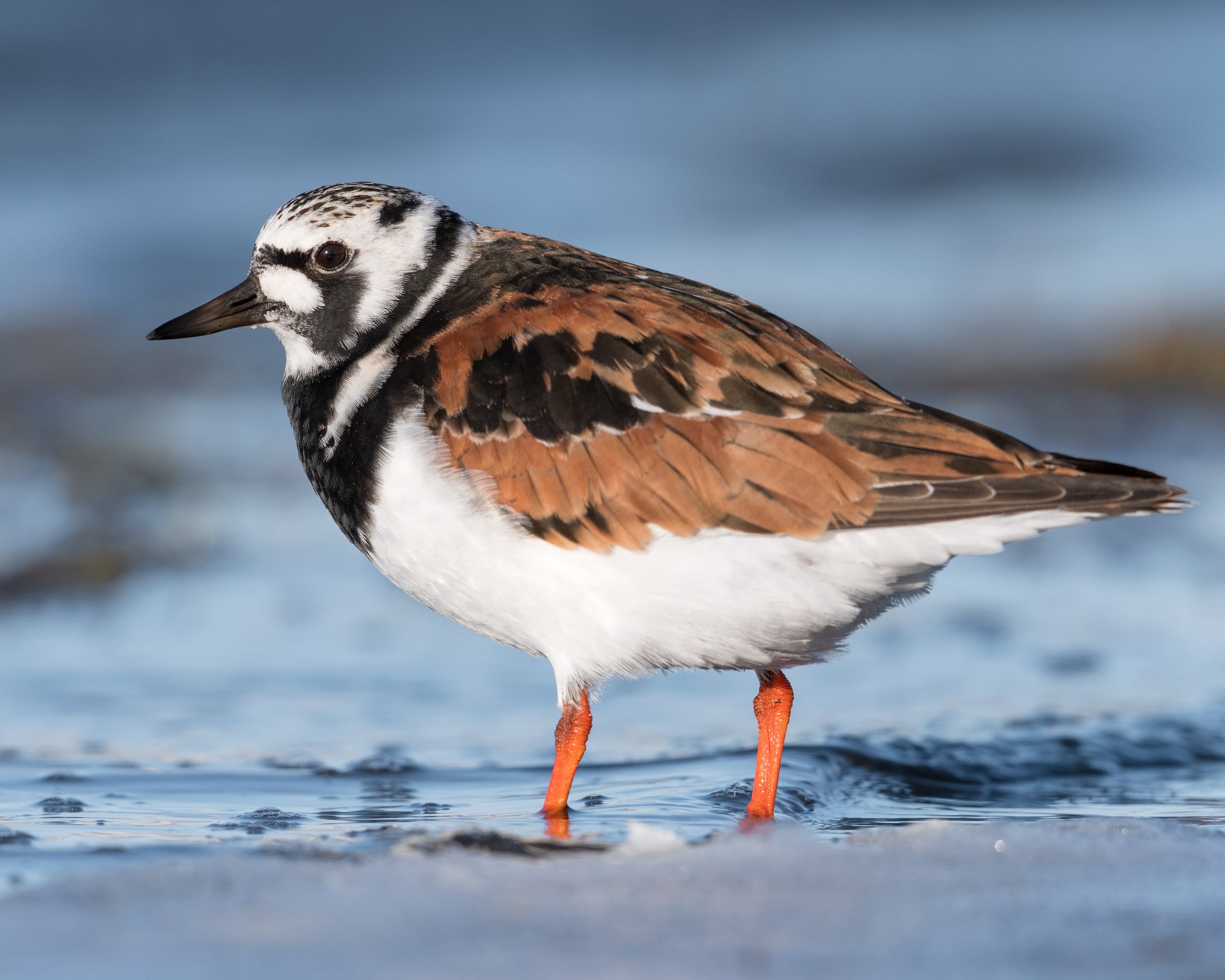 Ruddy Turnstone standing in shallow water in Iceland