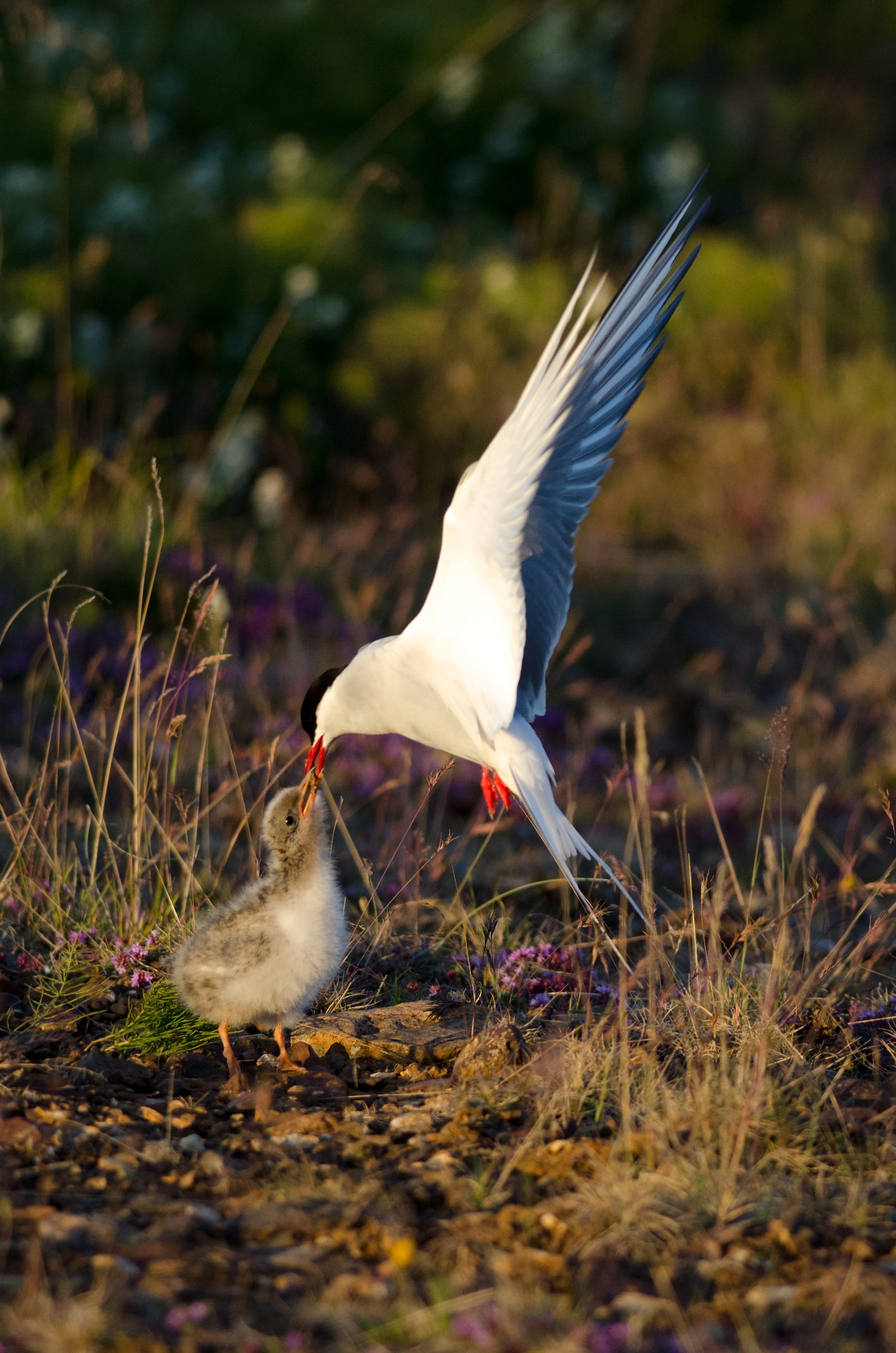 Arctic Tern feeding a chick in Iceland