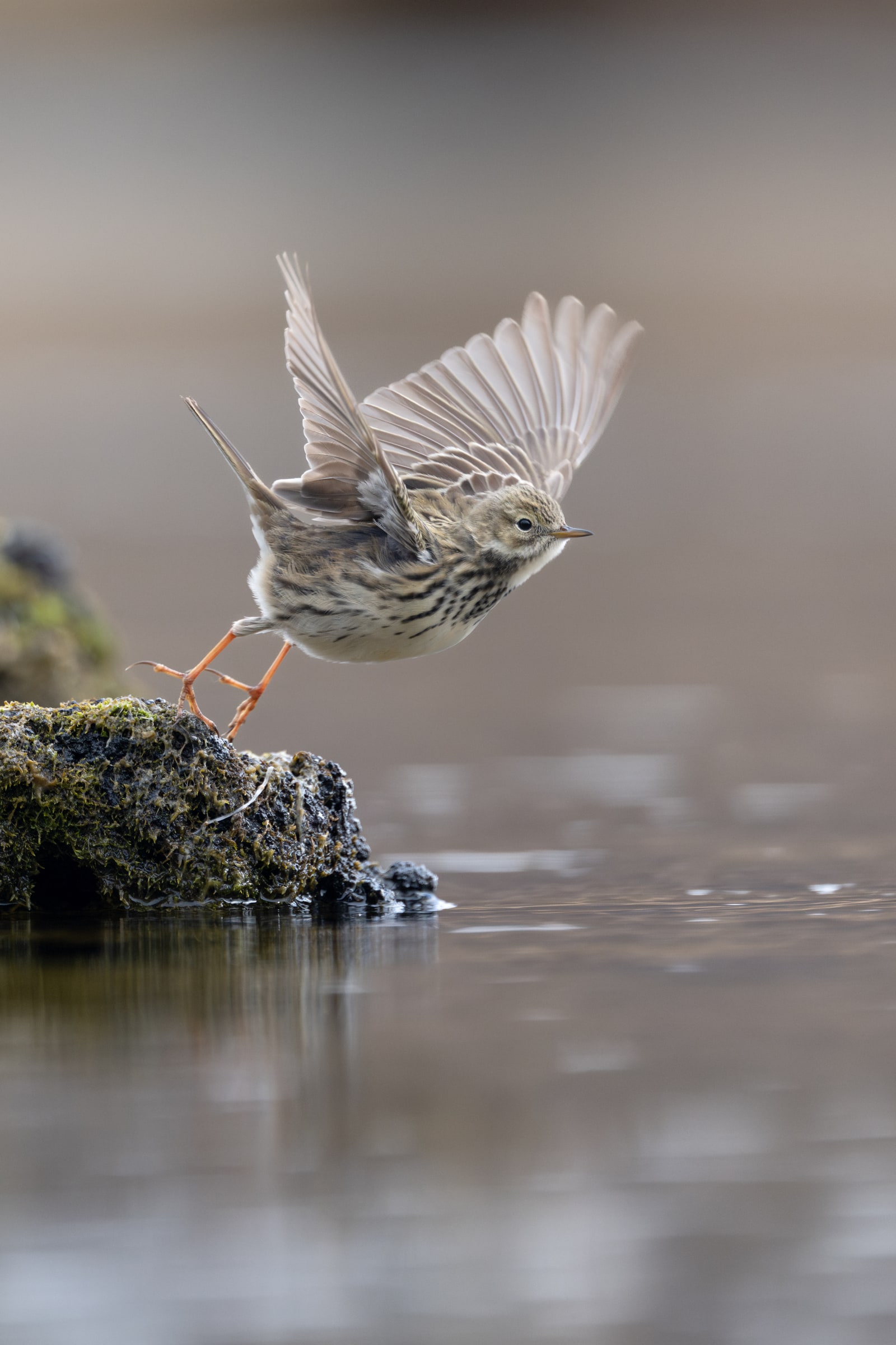 Meadow Pipit lifting off from a mossy rock in Iceland