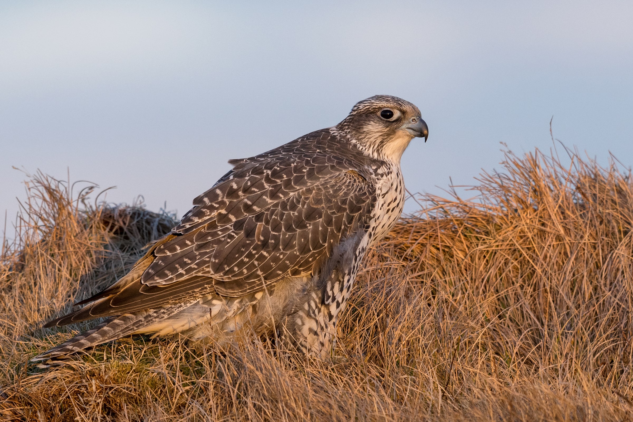 Gyrfalcon standing in dry grass in Iceland