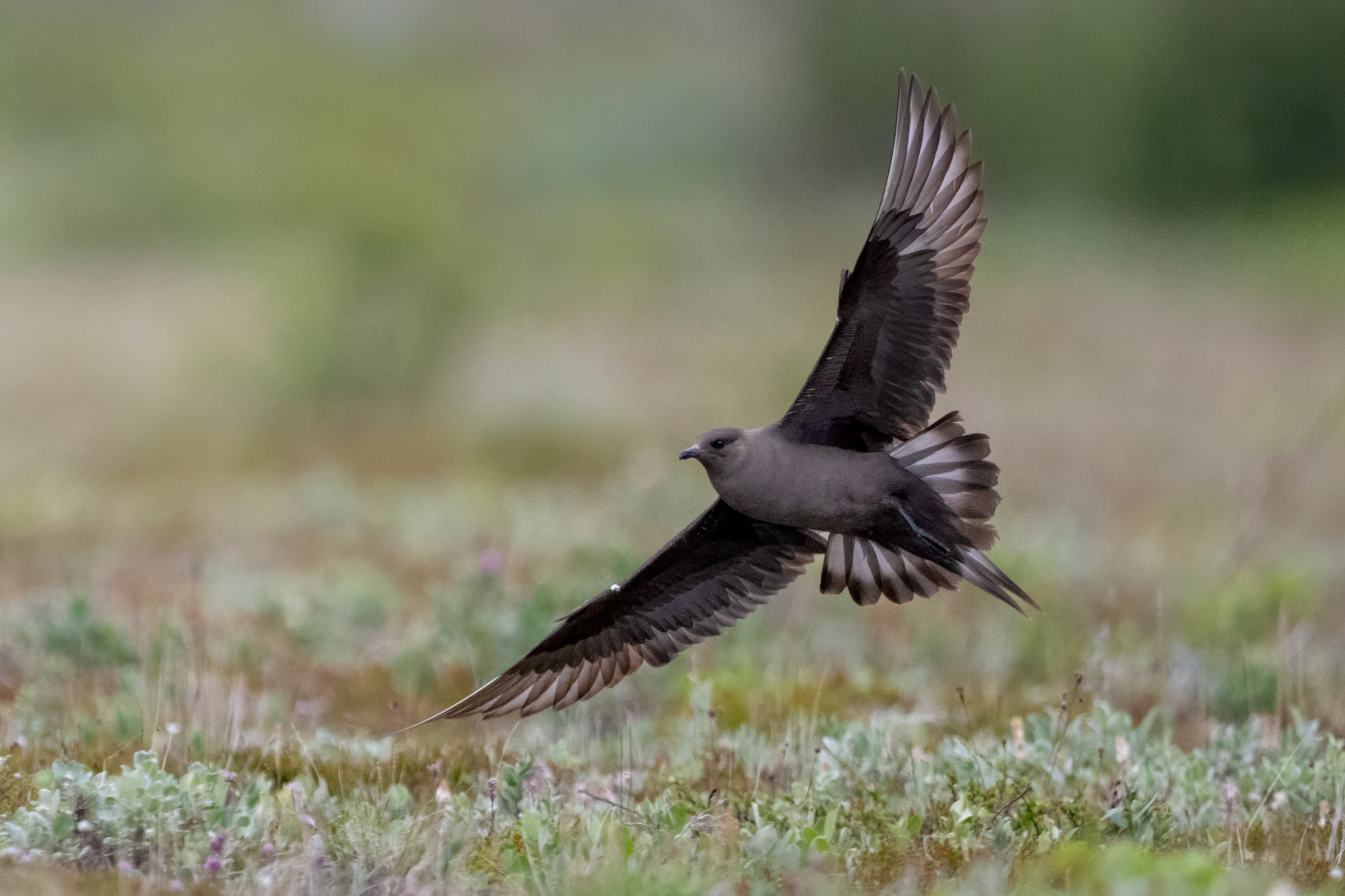 Arctic Skua flying low over vegetation in Iceland