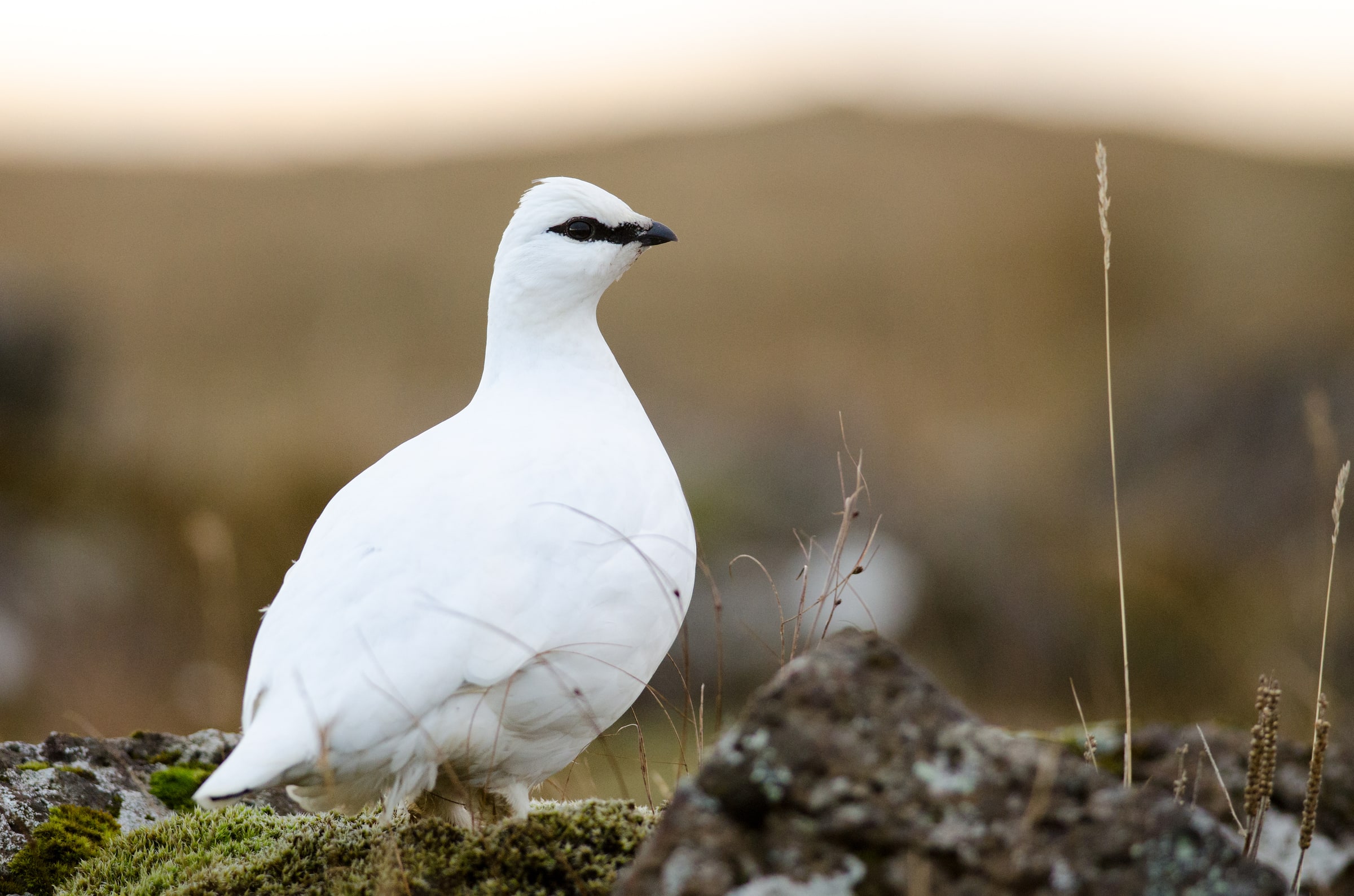 Rock Ptarmigan standing among rocks and moss in Iceland