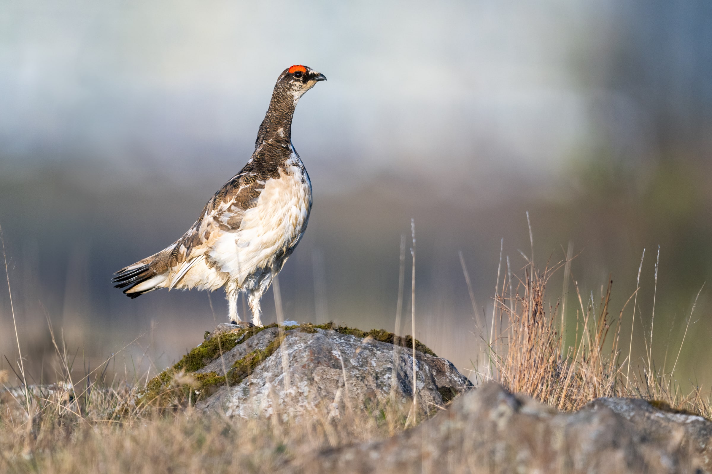 Rock Ptarmigan standing on a mossy rock in Iceland
