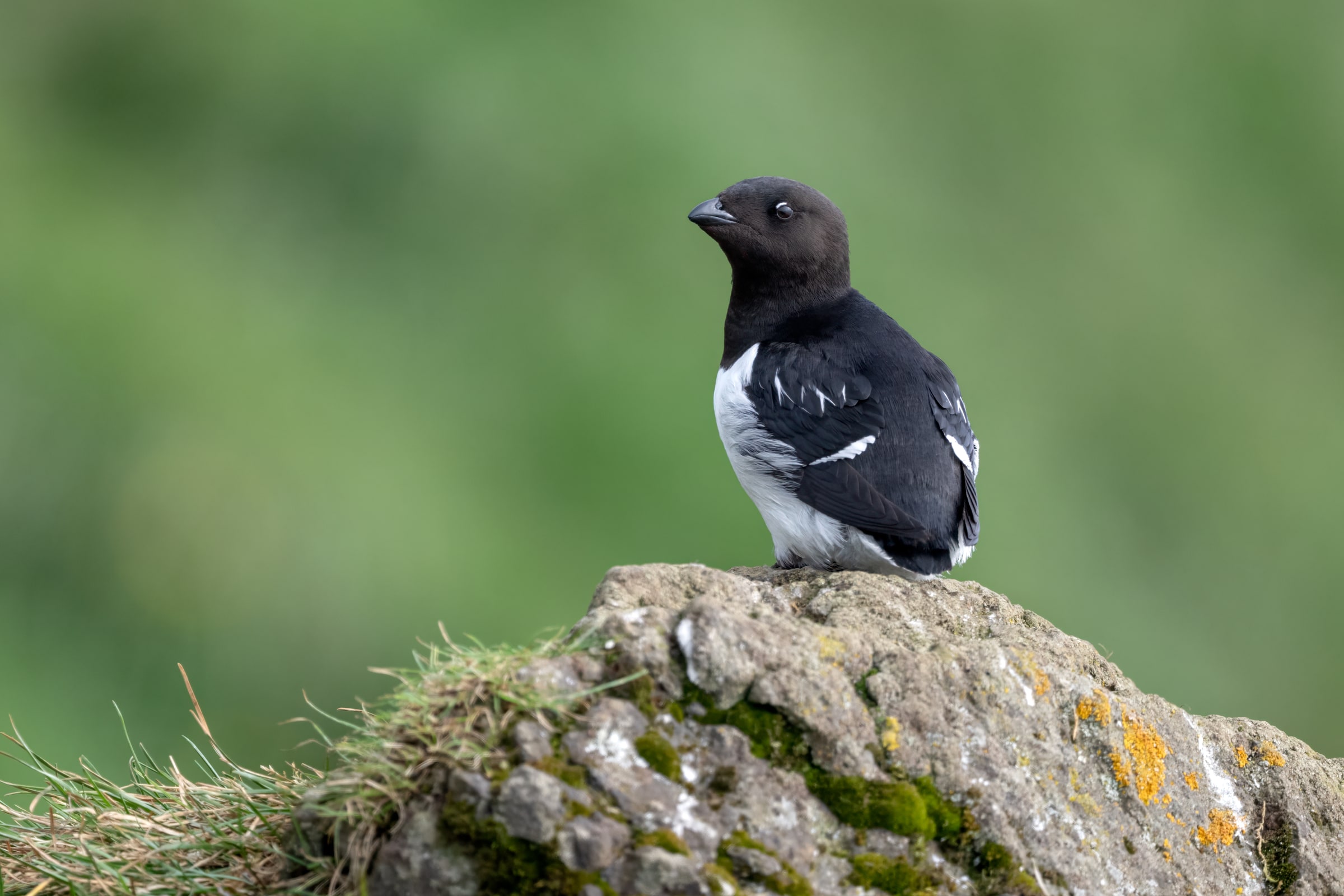 Dovekie perched on a rock in Iceland