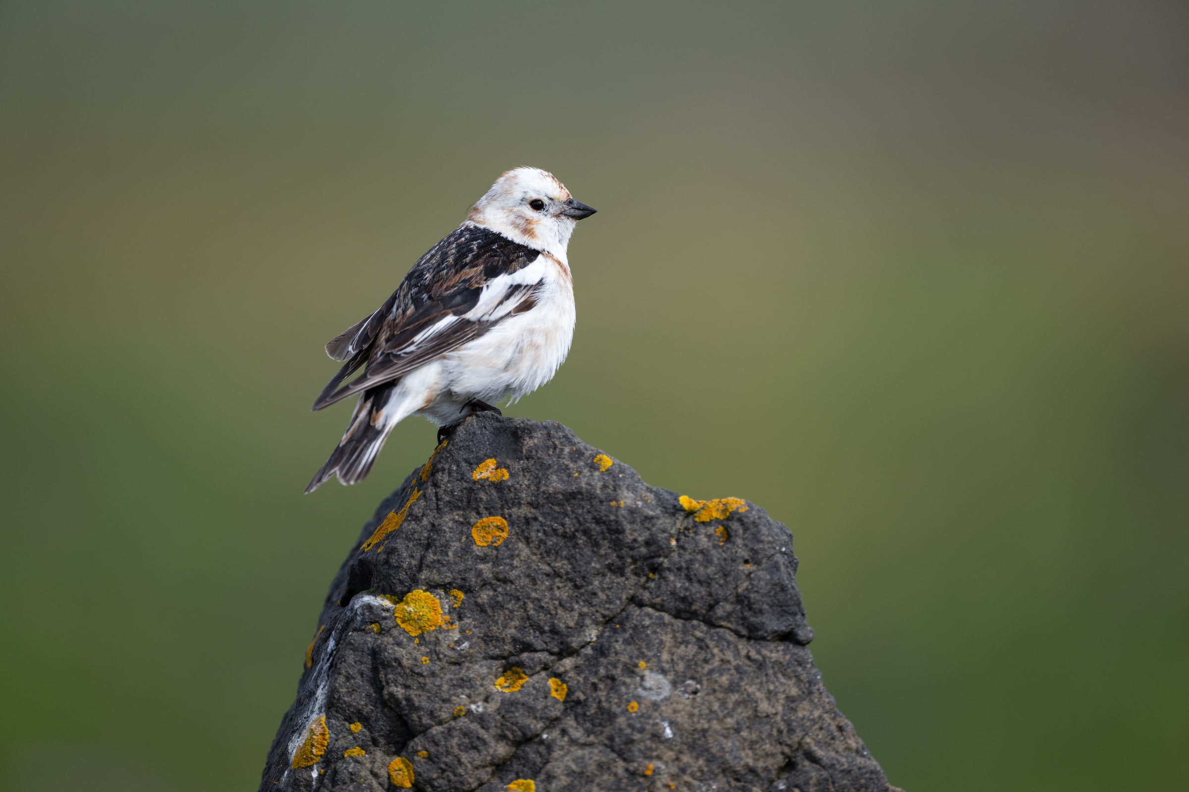 Snow Bunting perched on a lichen-covered rock in Iceland