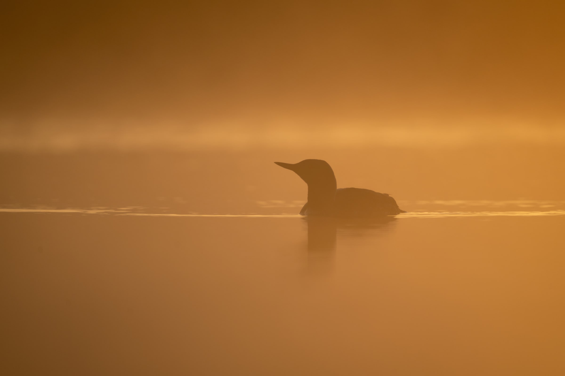 A red-throated diver silhouetted on calm water in orange mist.