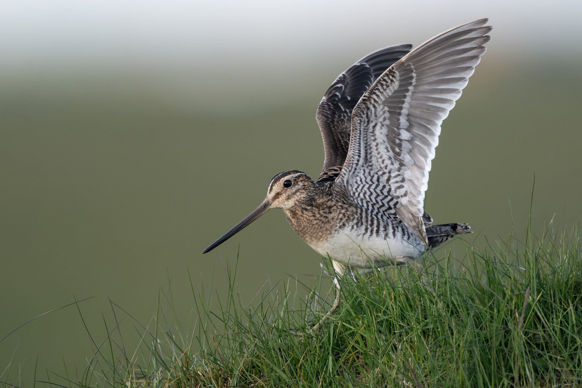 A common snipe lifting its wings while standing in grass on a sloped bank.