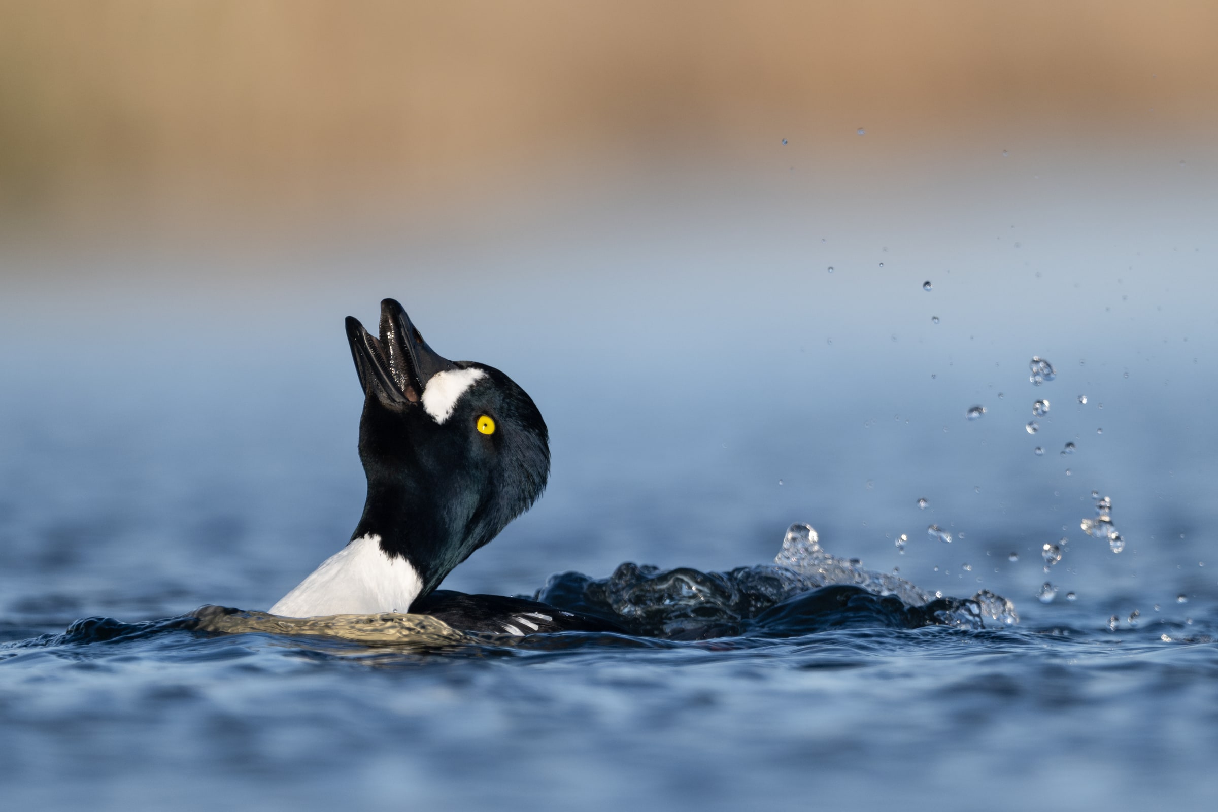 Barrow's Goldeneye leaning its head backwards while splashing water in Iceland