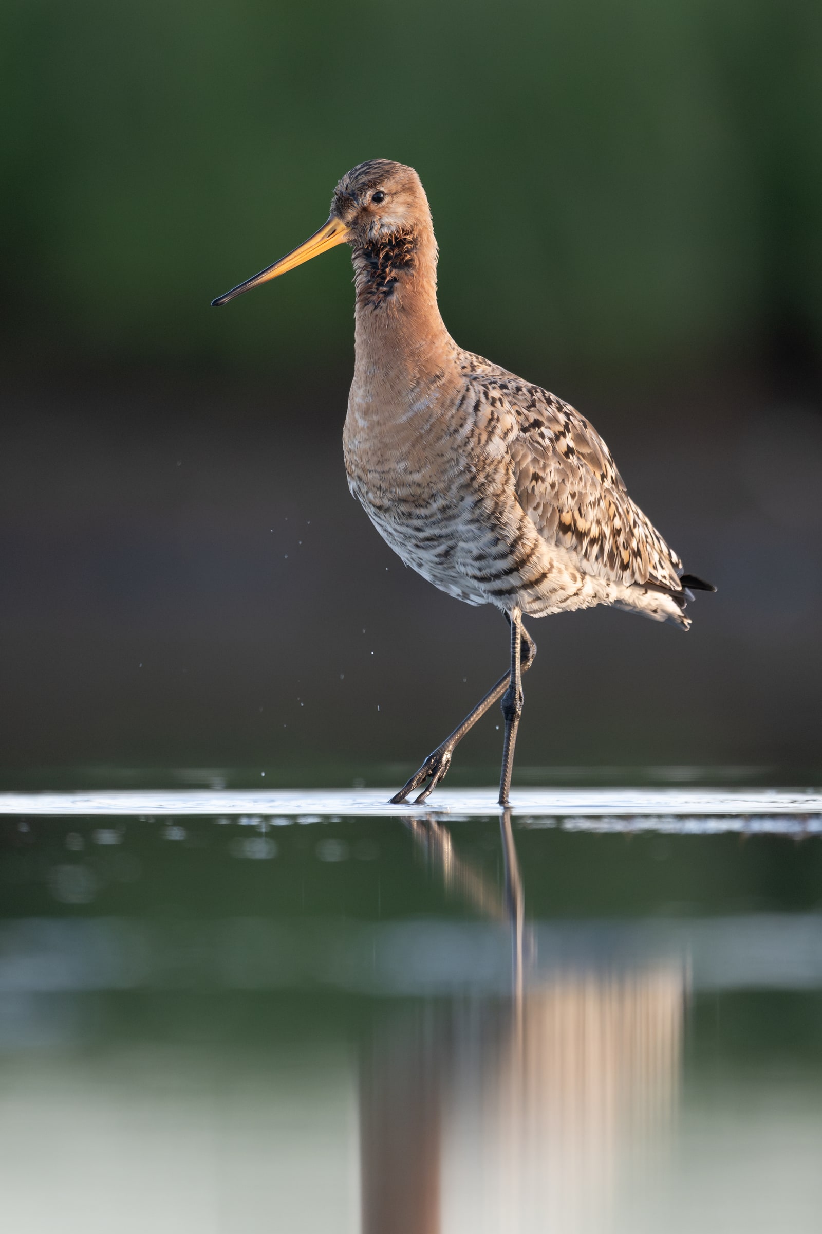 Black-tailed Godwit standing above its reflection in shallow water in Iceland