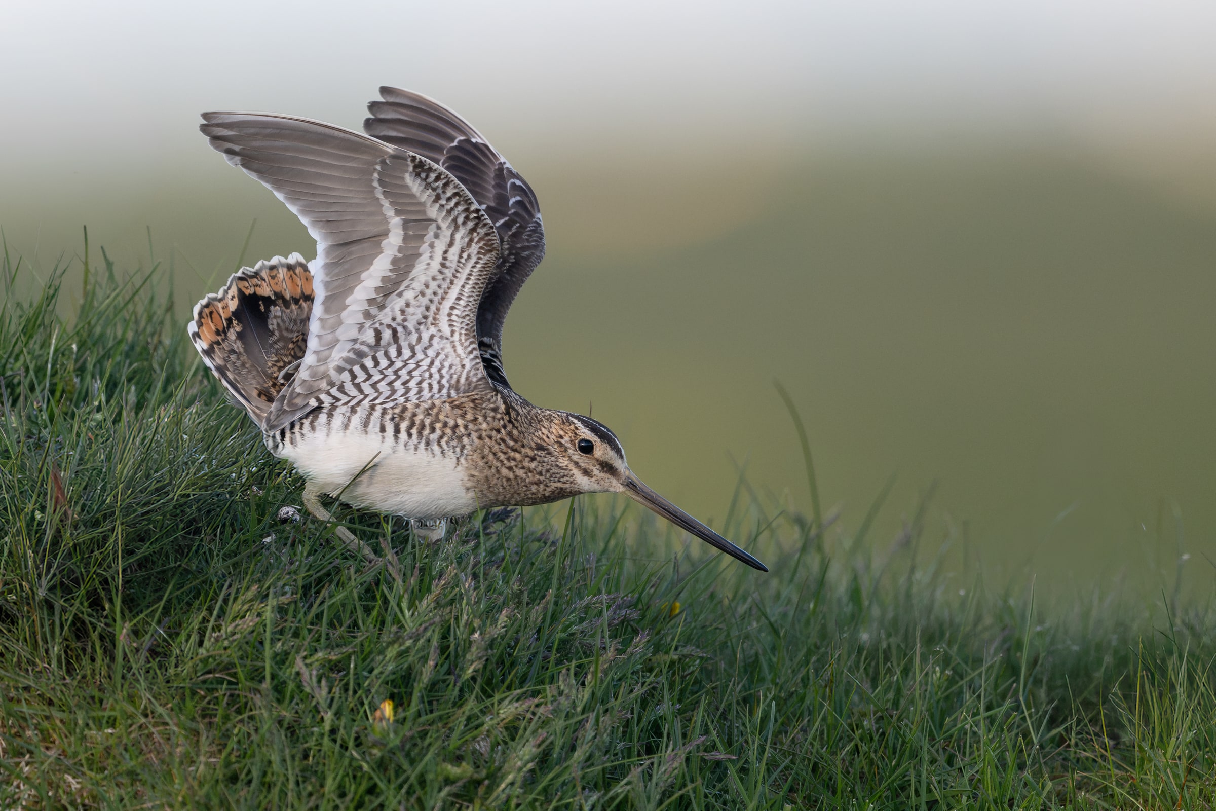 Common Snipe lifting its wings and tail on a grassy bank in Iceland