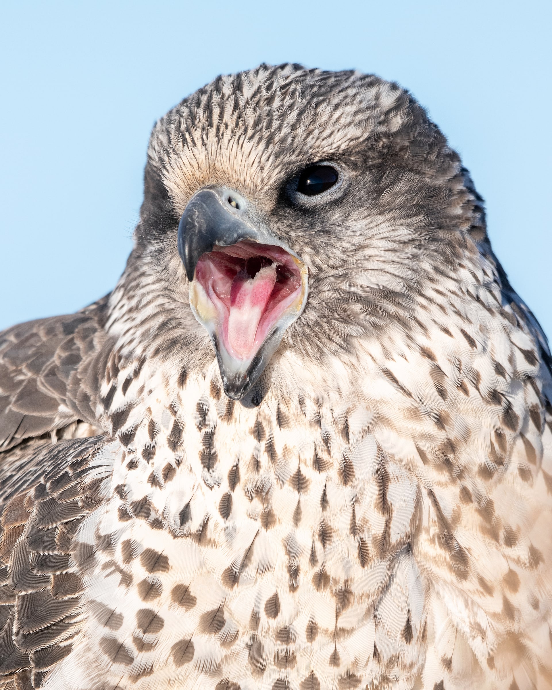 Gyrfalcon with its beak open in Iceland