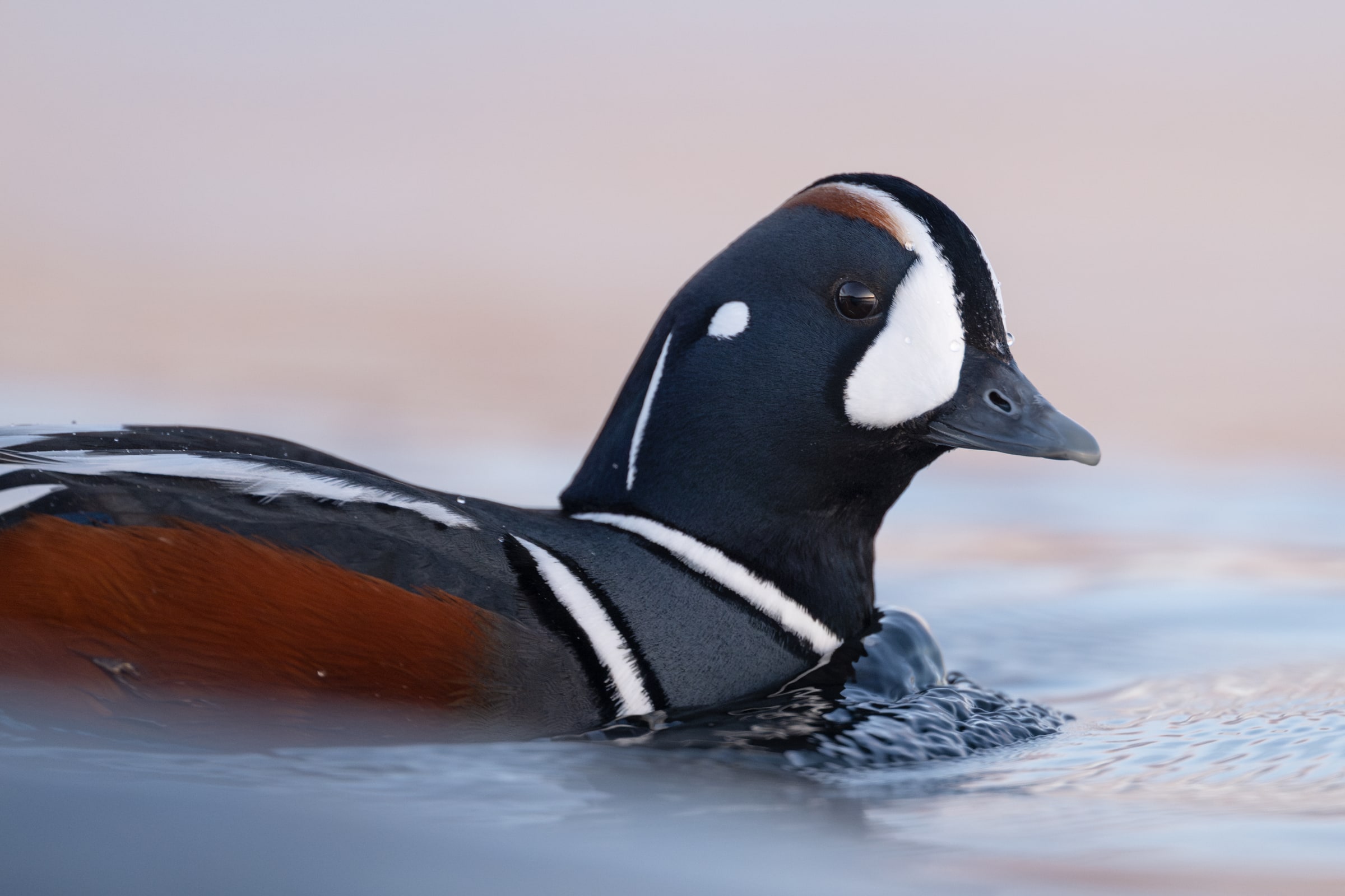 Harlequin Duck swimming on softly coloured water in Iceland