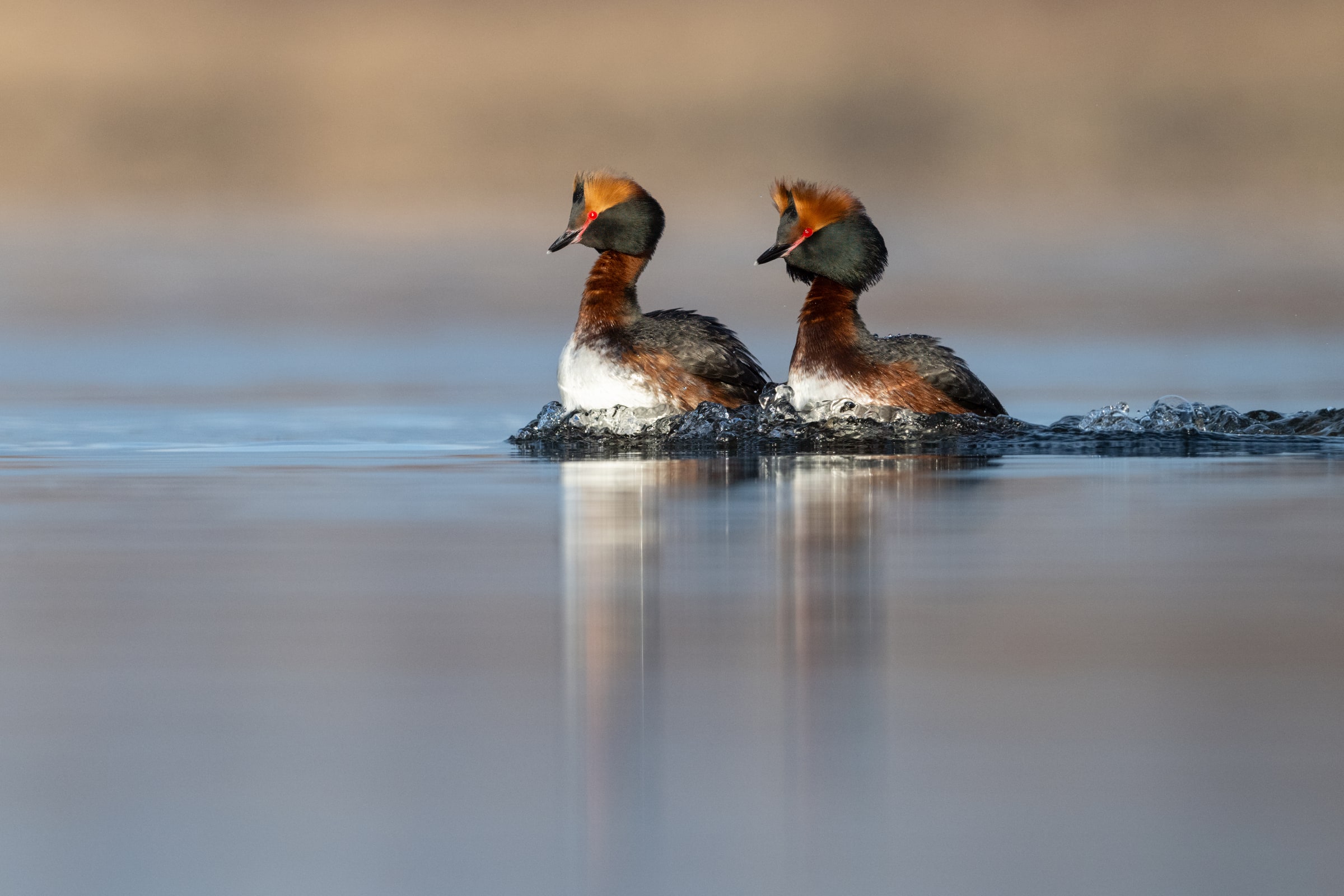 Two Horned Grebes moving side by side across water in Iceland