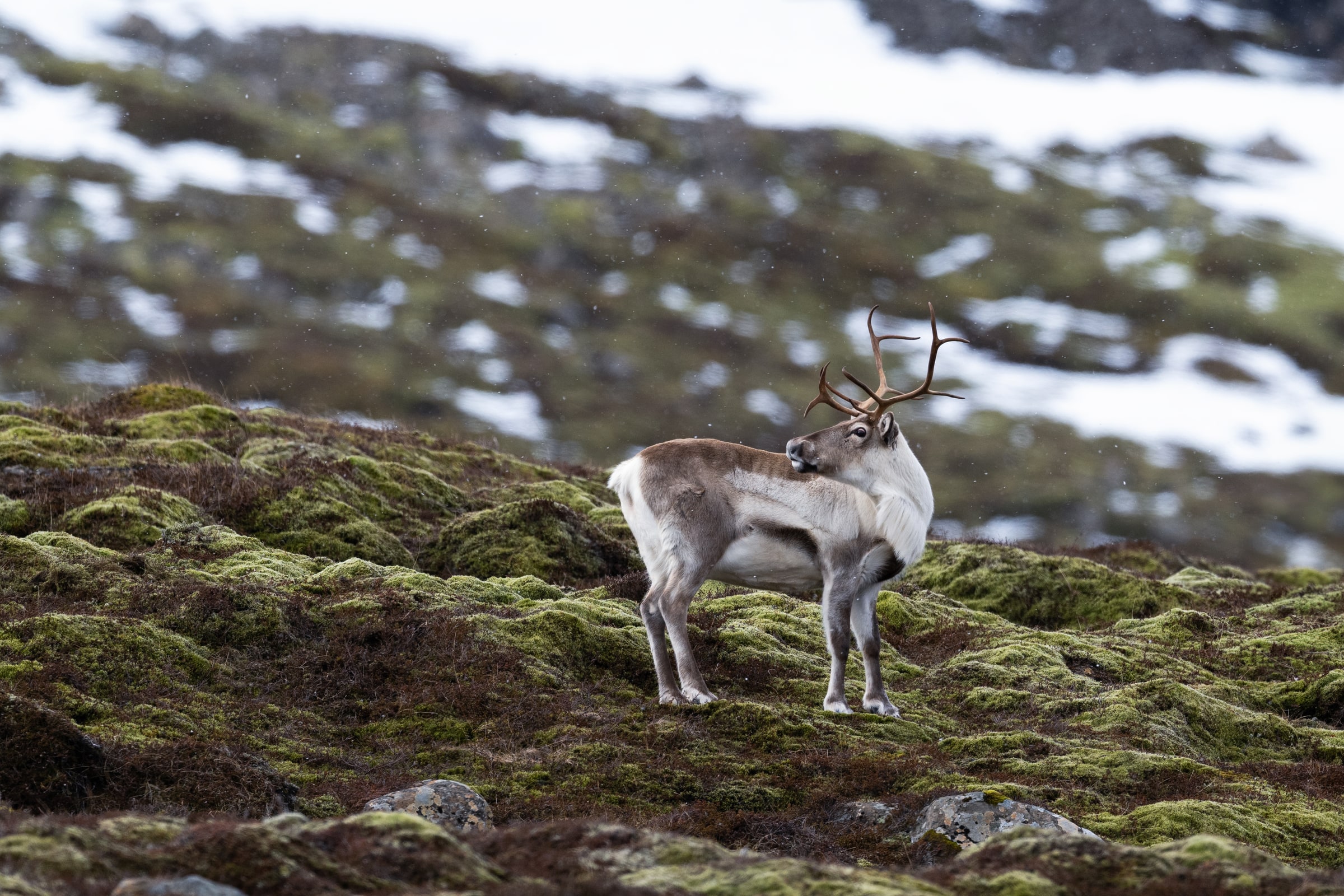 Reindeer standing among mossy rocks and patches of snow in Iceland
