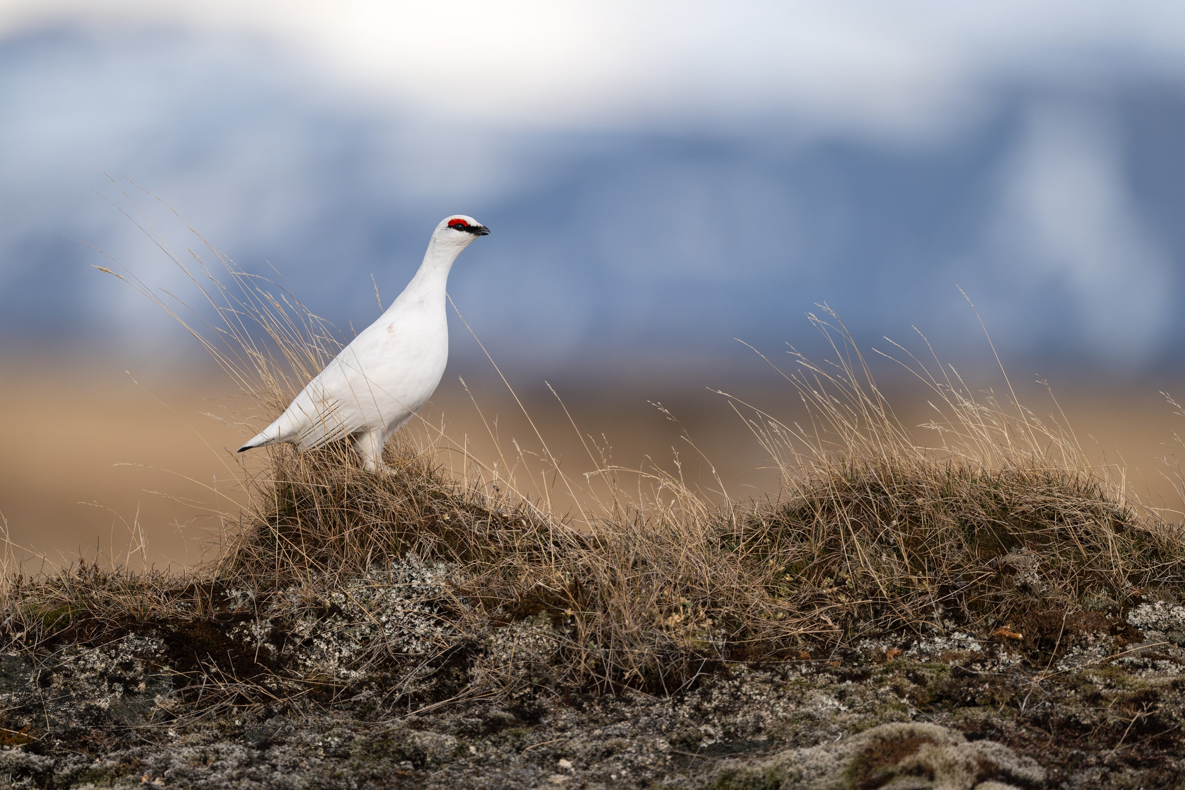 White Rock Ptarmigan standing on a grassy ridge with snowy mountains behind it in Iceland