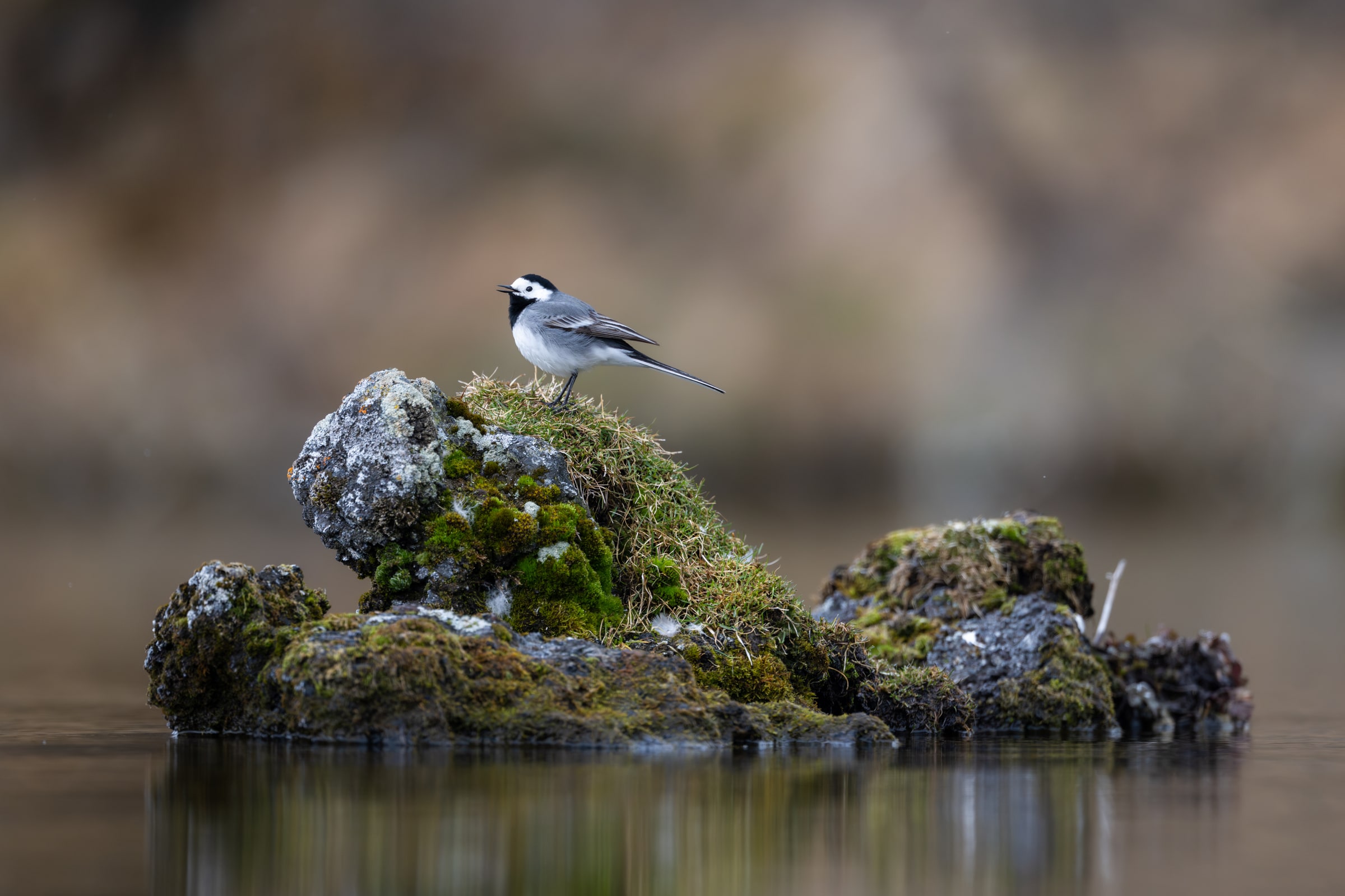 White Wagtail standing on a mossy rock surrounded by water in Iceland