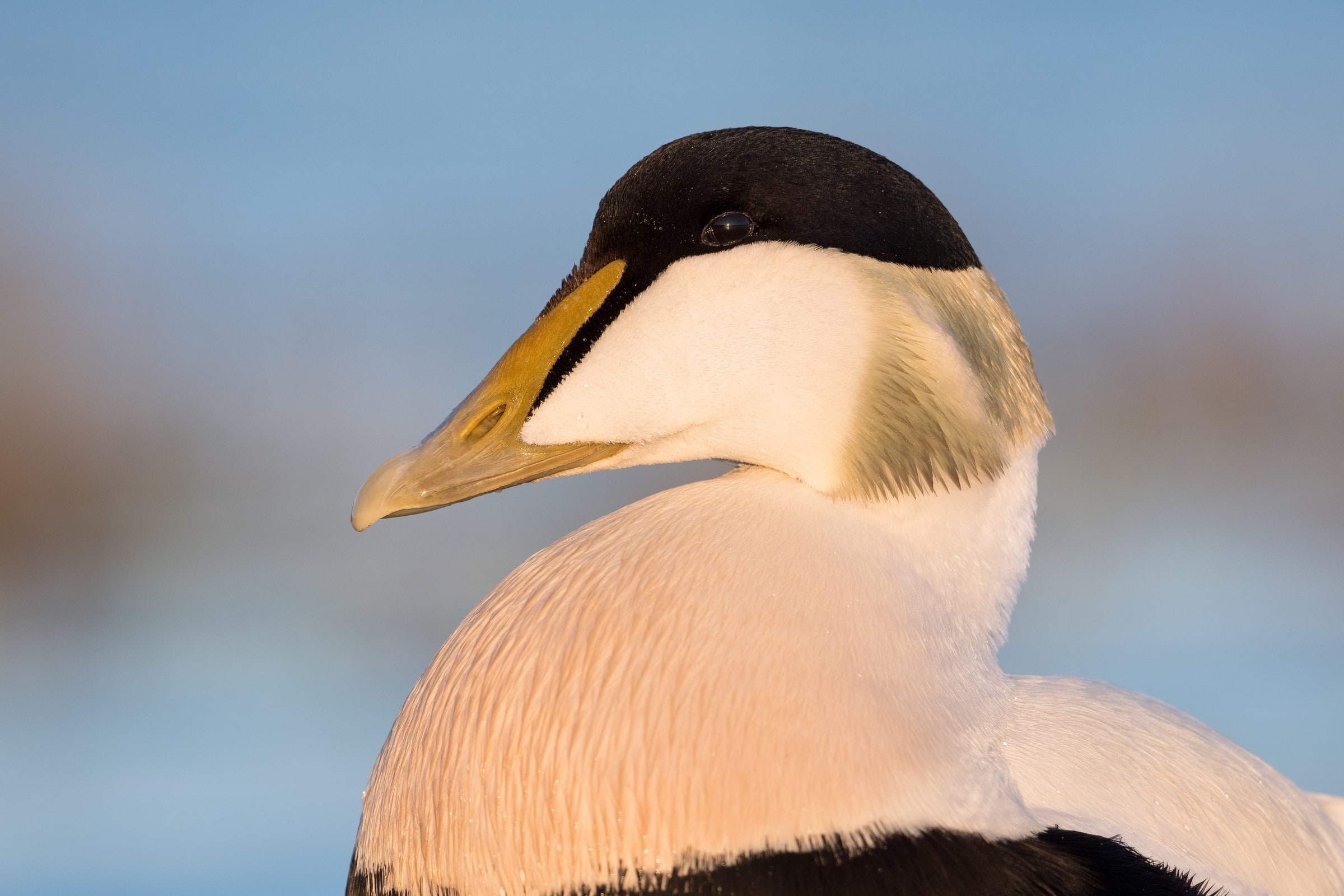 Male Common Eider in close profile in Iceland