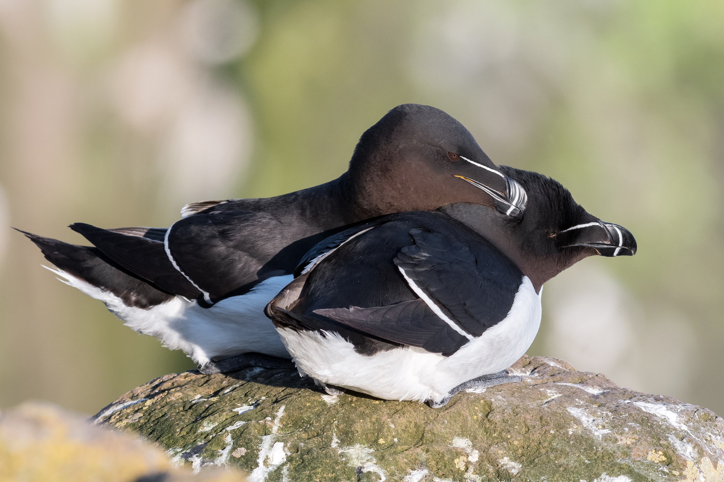 Two Razorbills resting together on a rock in Iceland