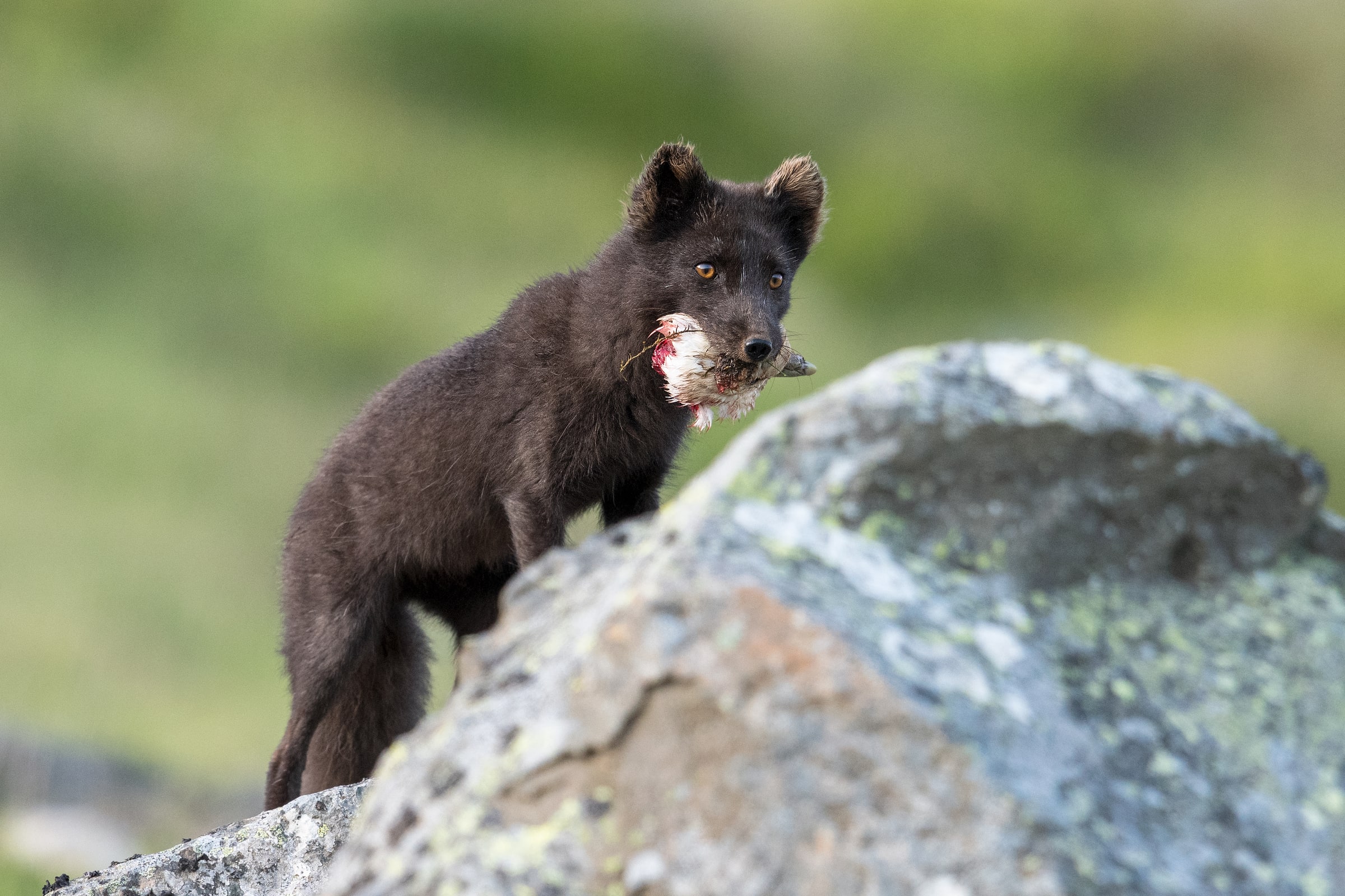 Arctic Fox carrying prey beside a lichen-covered rock in Iceland