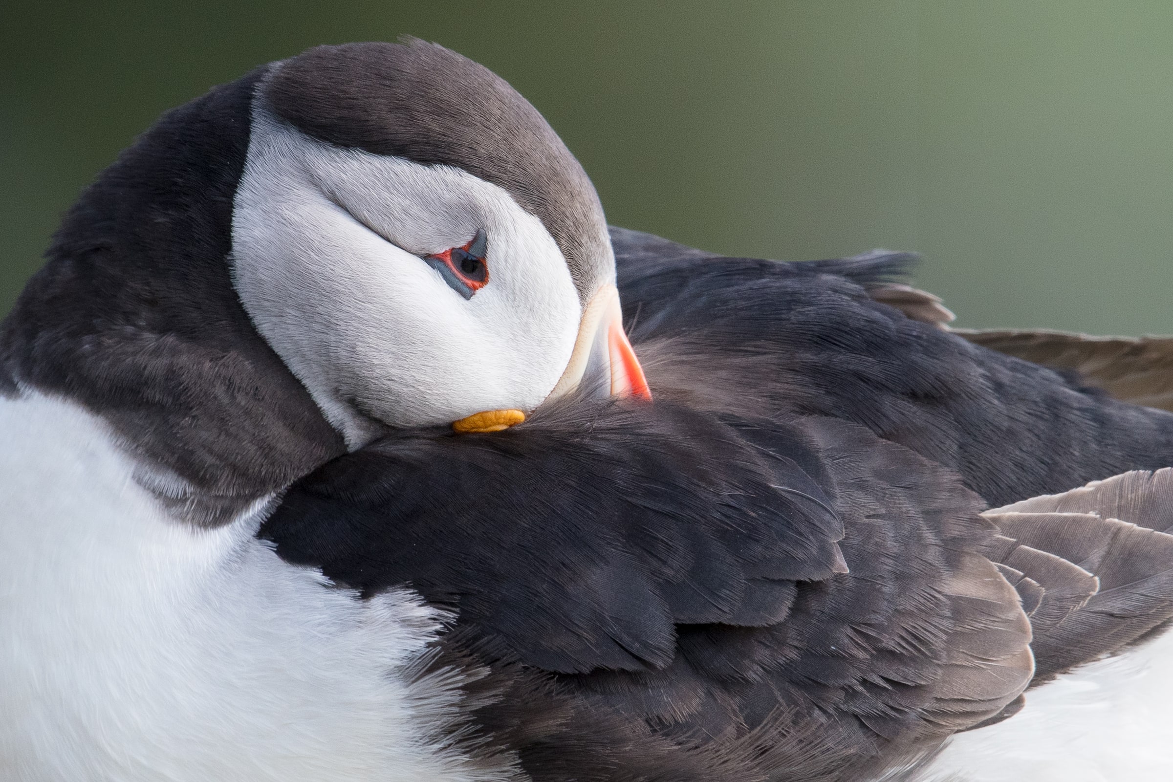 Atlantic Puffin preening its feathers in Iceland