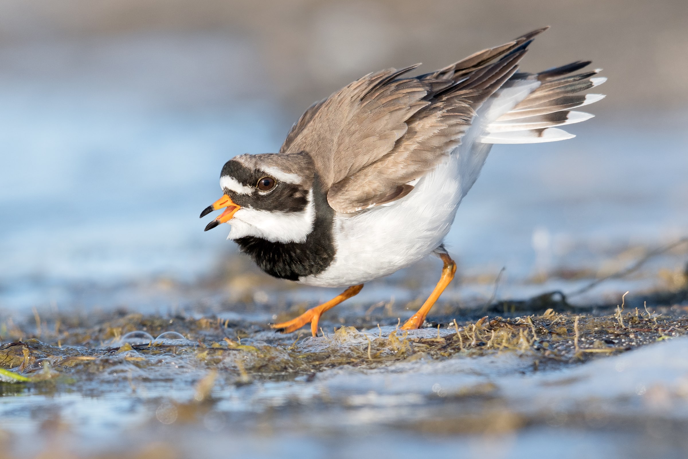 Ringed Plover raising its wings on a wet shoreline in Iceland