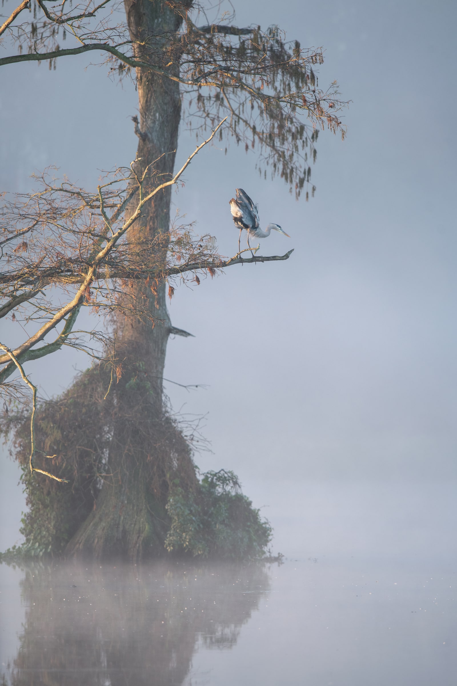 Great Blue Heron perched in a mossy tree above misty water in Florida