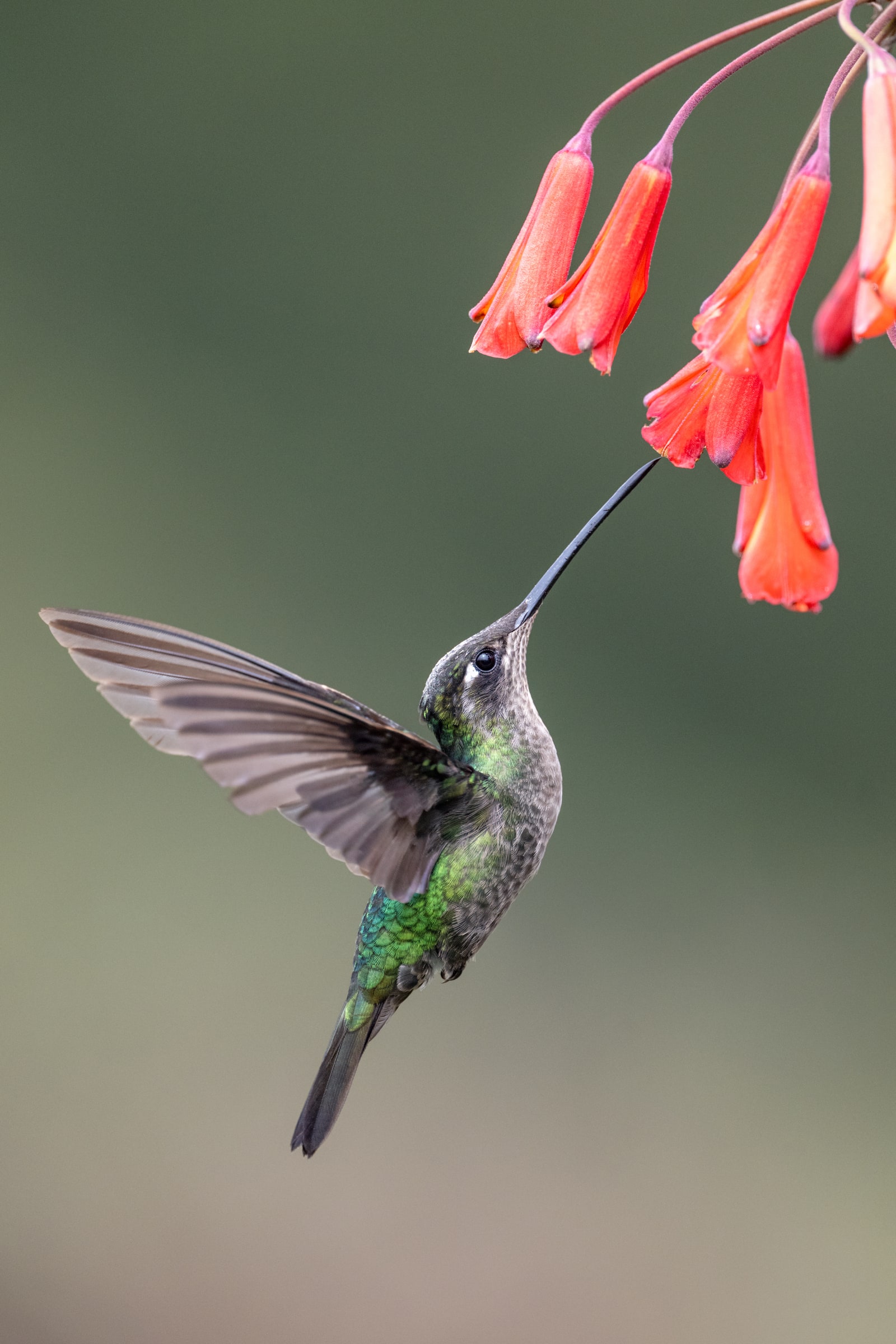 Talamanca Hummingbird feeding from red flowers in Costa Rica