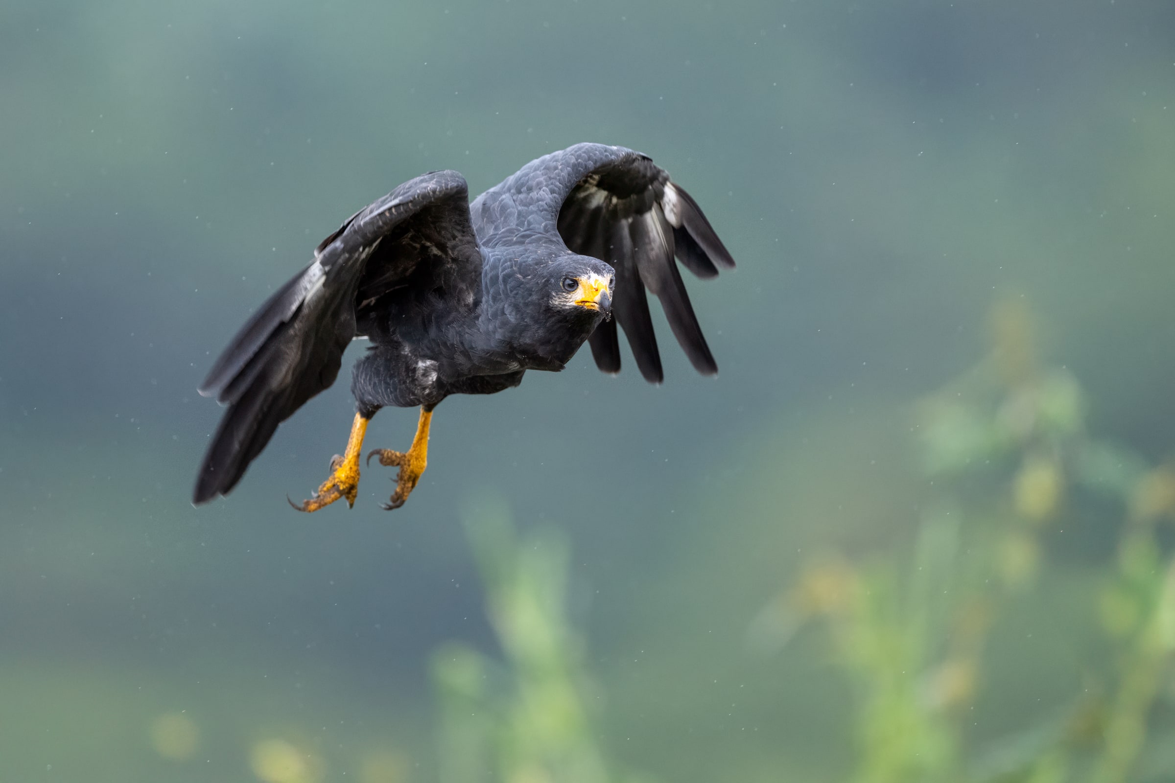 Common Black Hawk flying low in Costa Rica