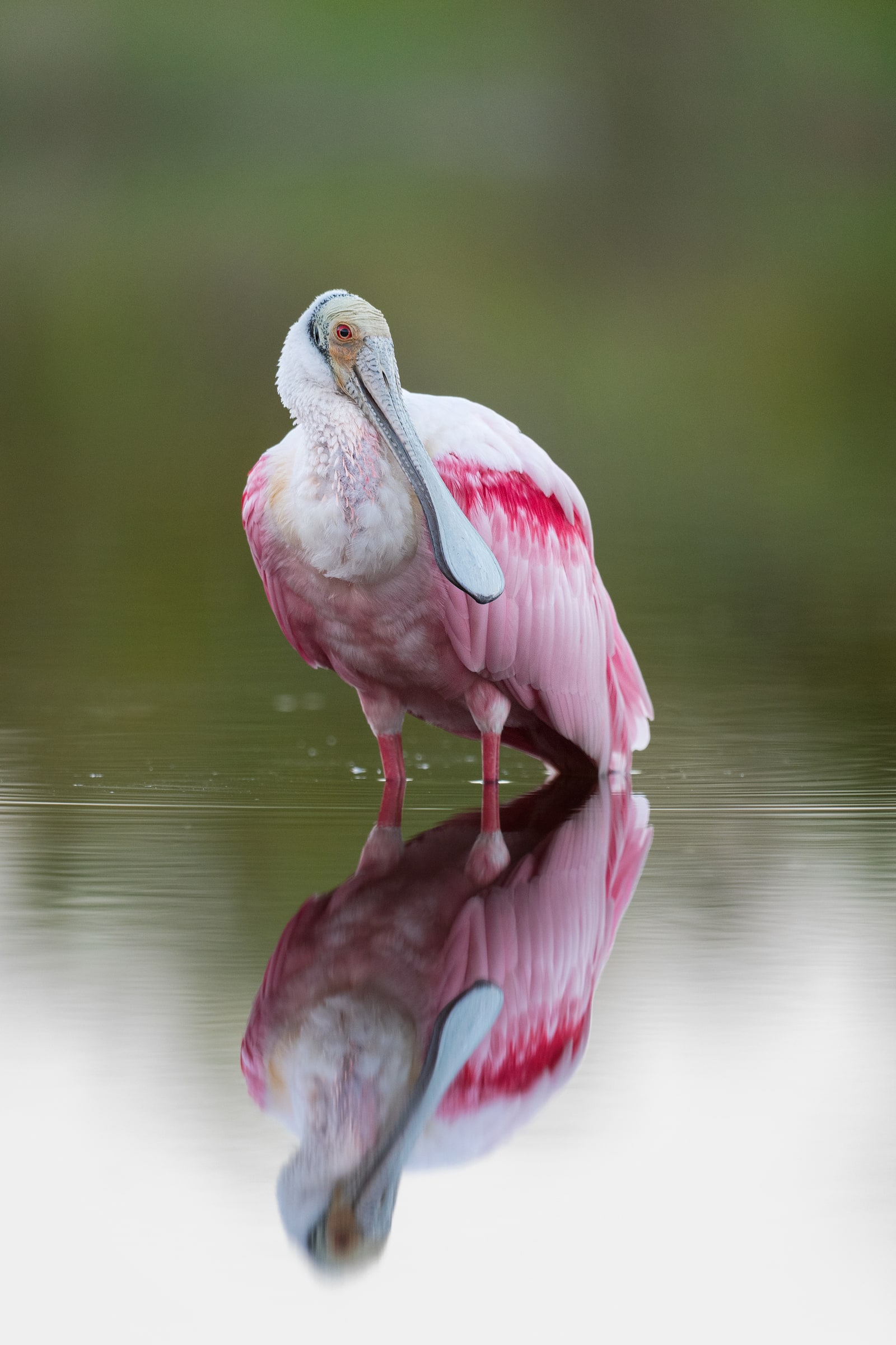 Roseate Spoonbill standing in shallow water with a reflection in Florida