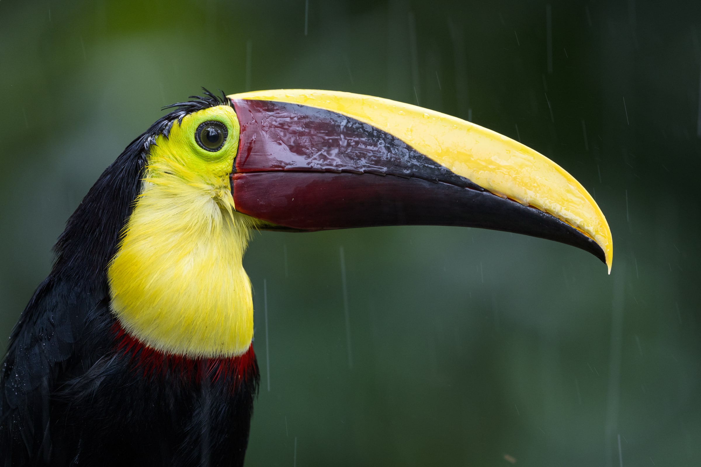 Yellow-throated Toucan close-up in rain in Costa Rica