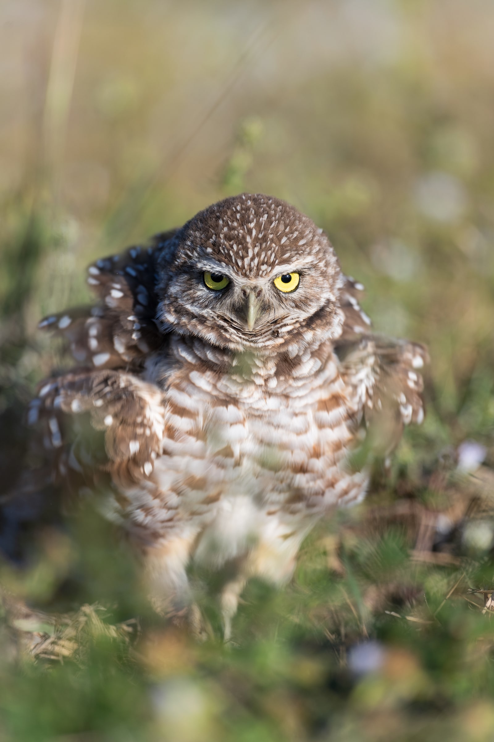 Burrowing Owl standing low in grass in Florida