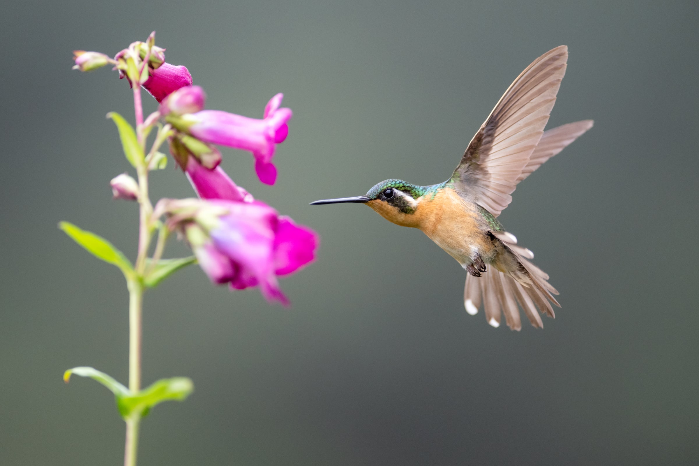 White-throated Mountain-gem hovering beside pink flowers in Costa Rica