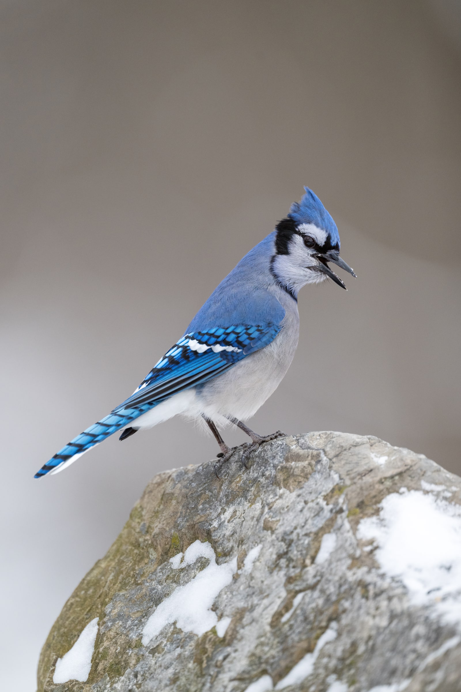 Blue Jay calling from a snowy rock in Canada