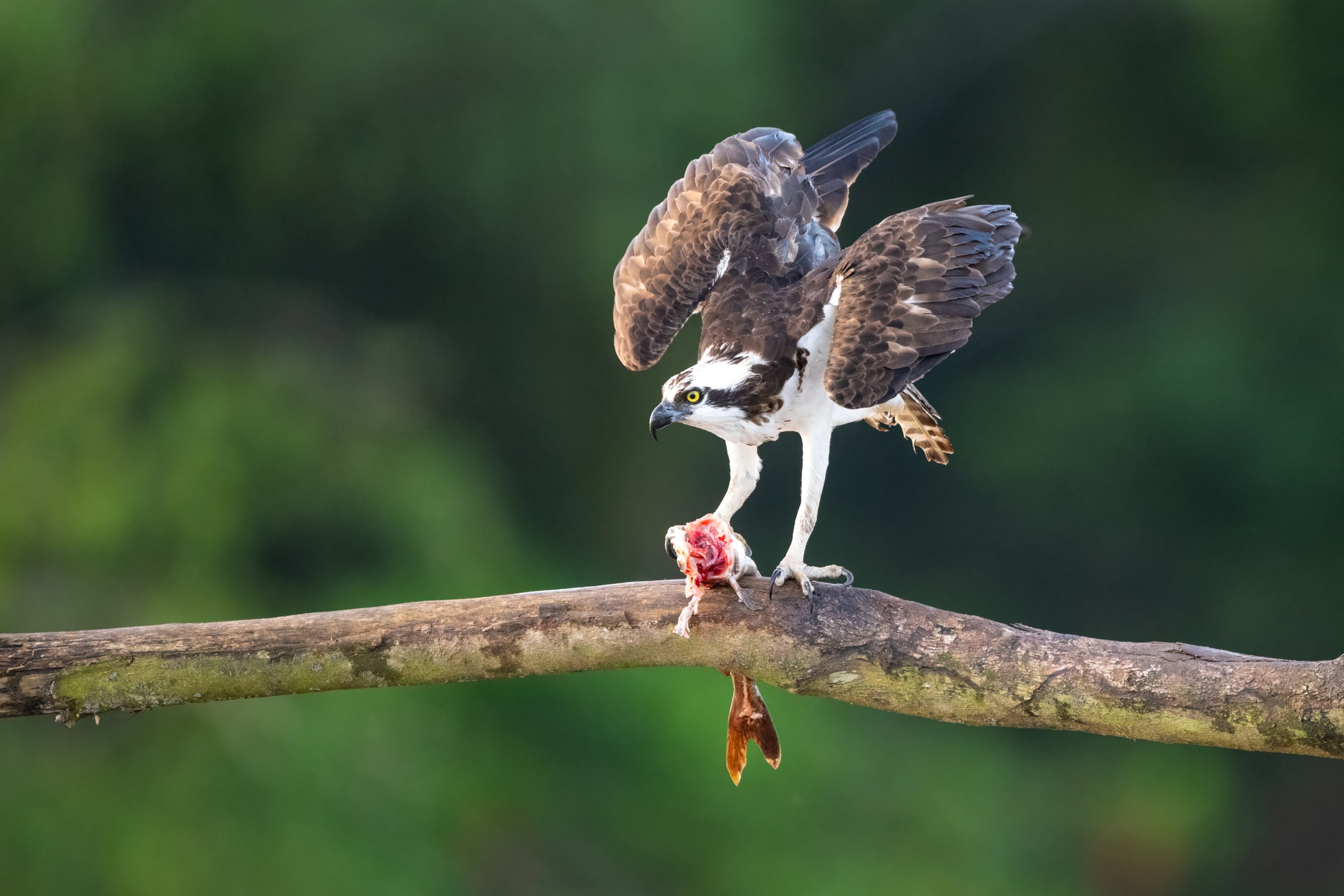 Osprey standing on a branch with a fish in Costa Rica