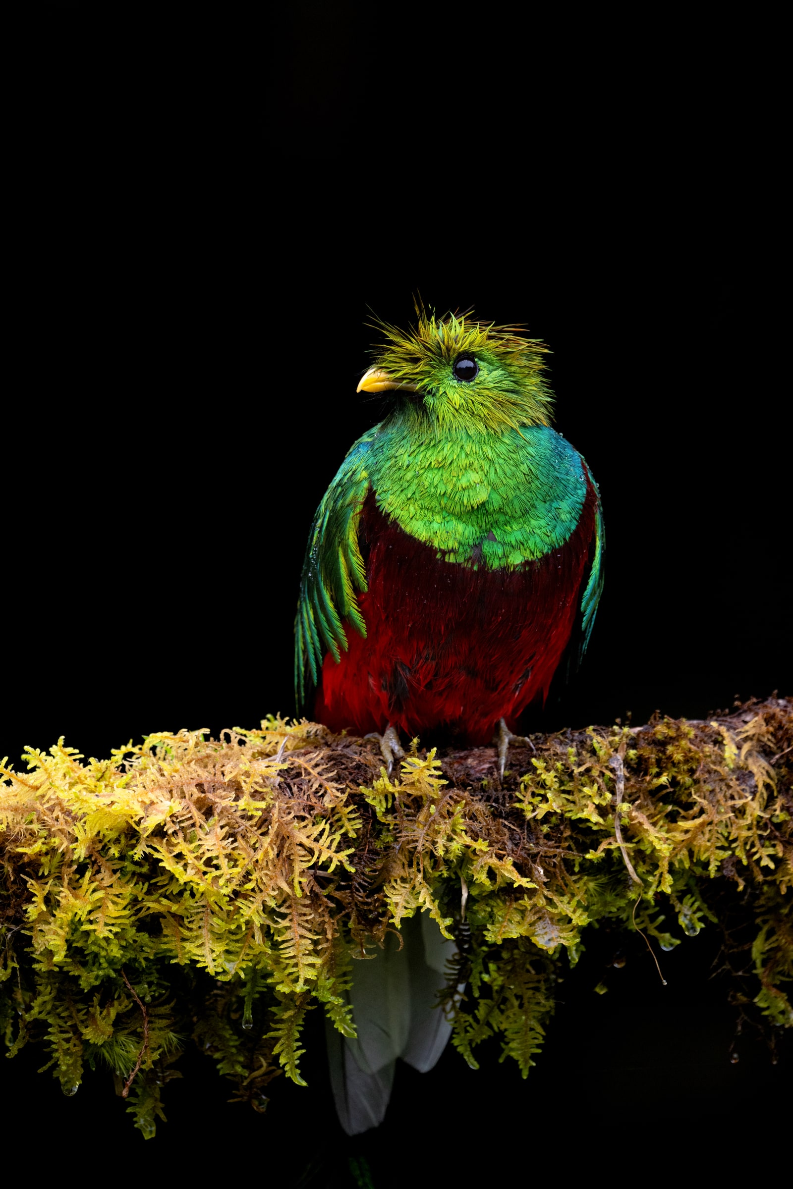 Resplendent Quetzal perched on a mossy branch in Costa Rica