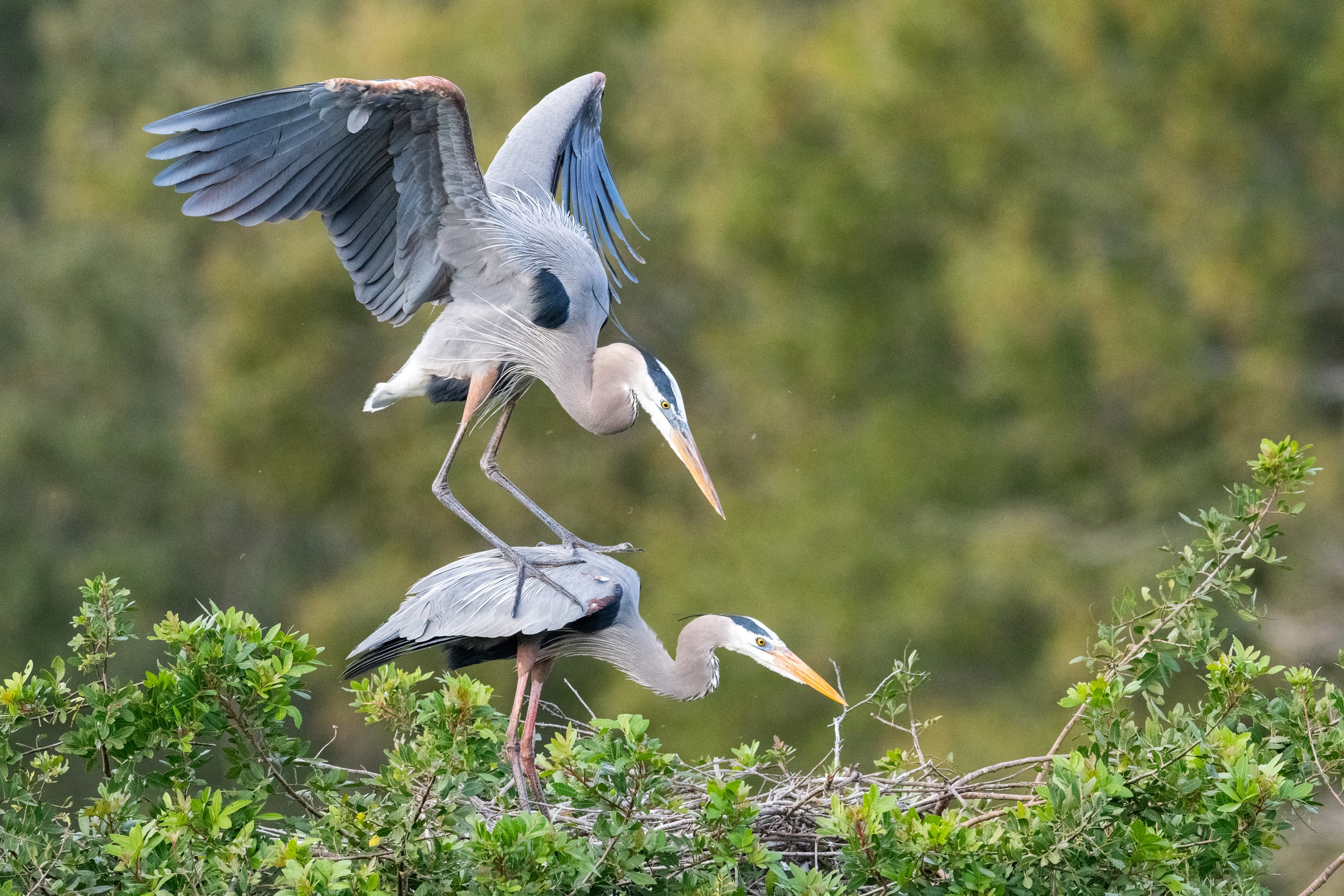 Great Blue Heron landing above another heron in a nesting tree in Florida