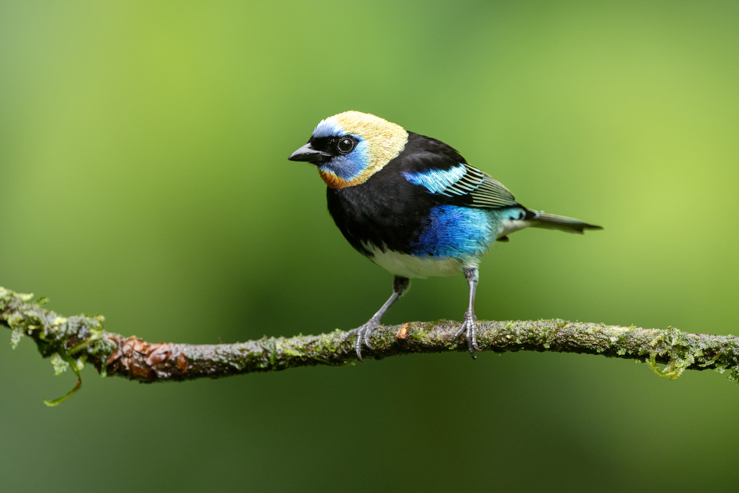 Golden-hooded Tanager perched on a mossy branch in Costa Rica