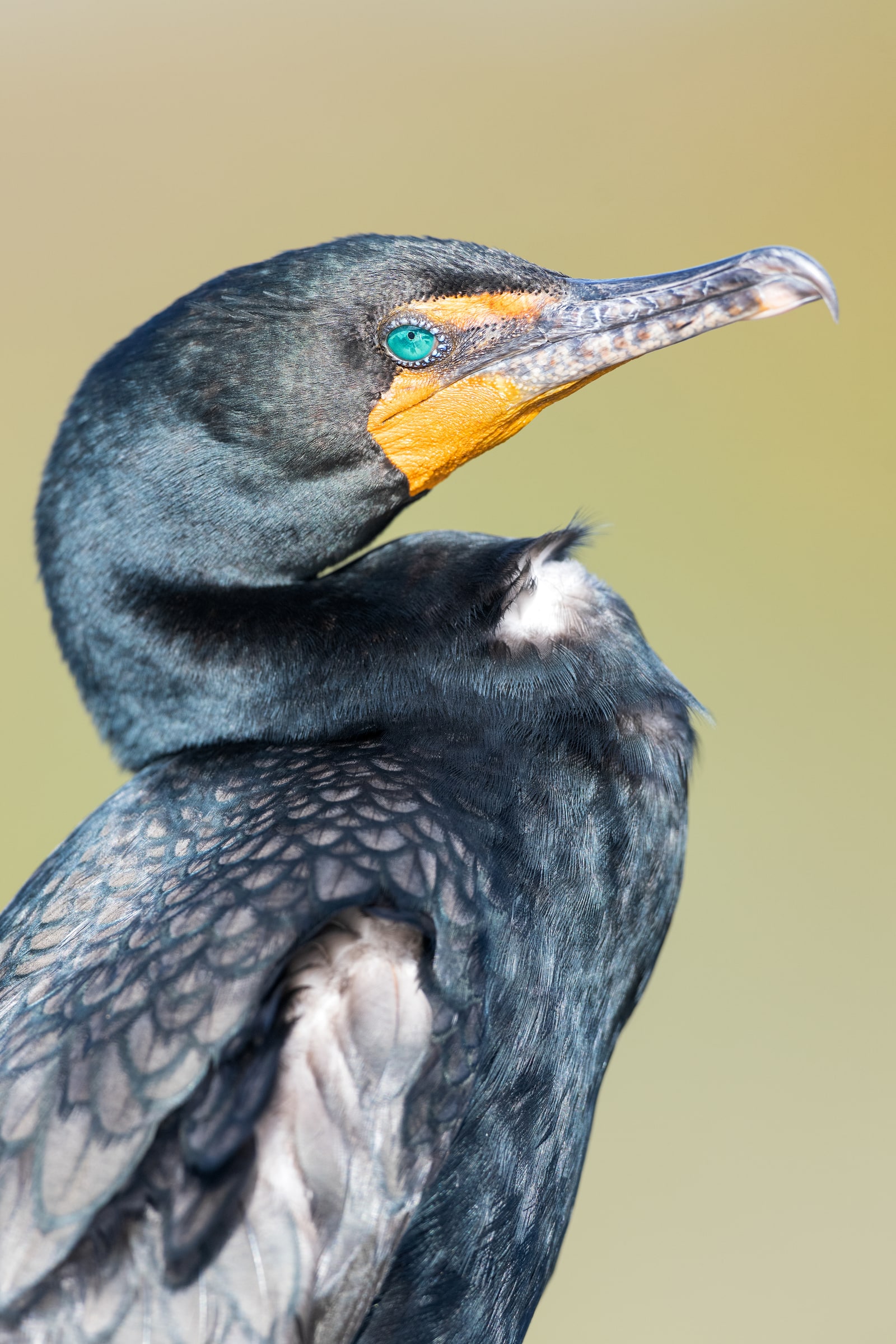 Double-crested Cormorant close-up in Florida